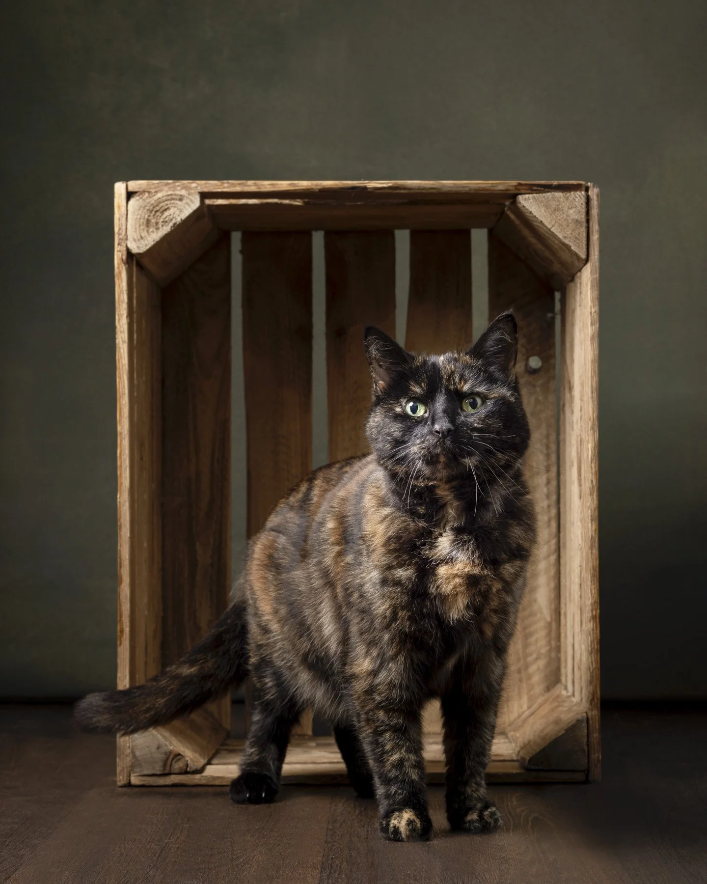 Studio portrait of a cat sitting in a wooden crate, photographed by Artis Studios.
