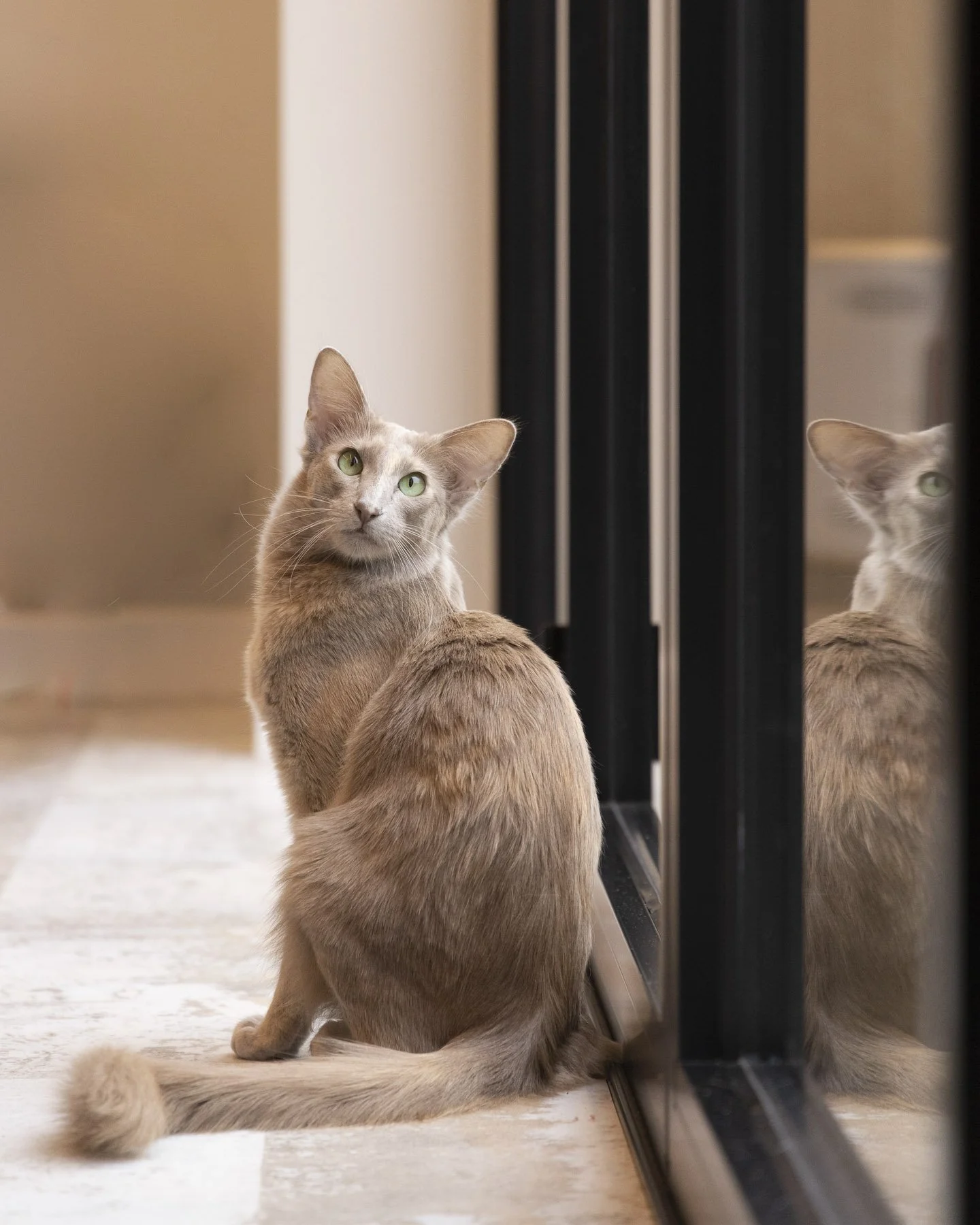 Portrait of a cat sitting by a window with soft lighting, captured by Artis Studios
