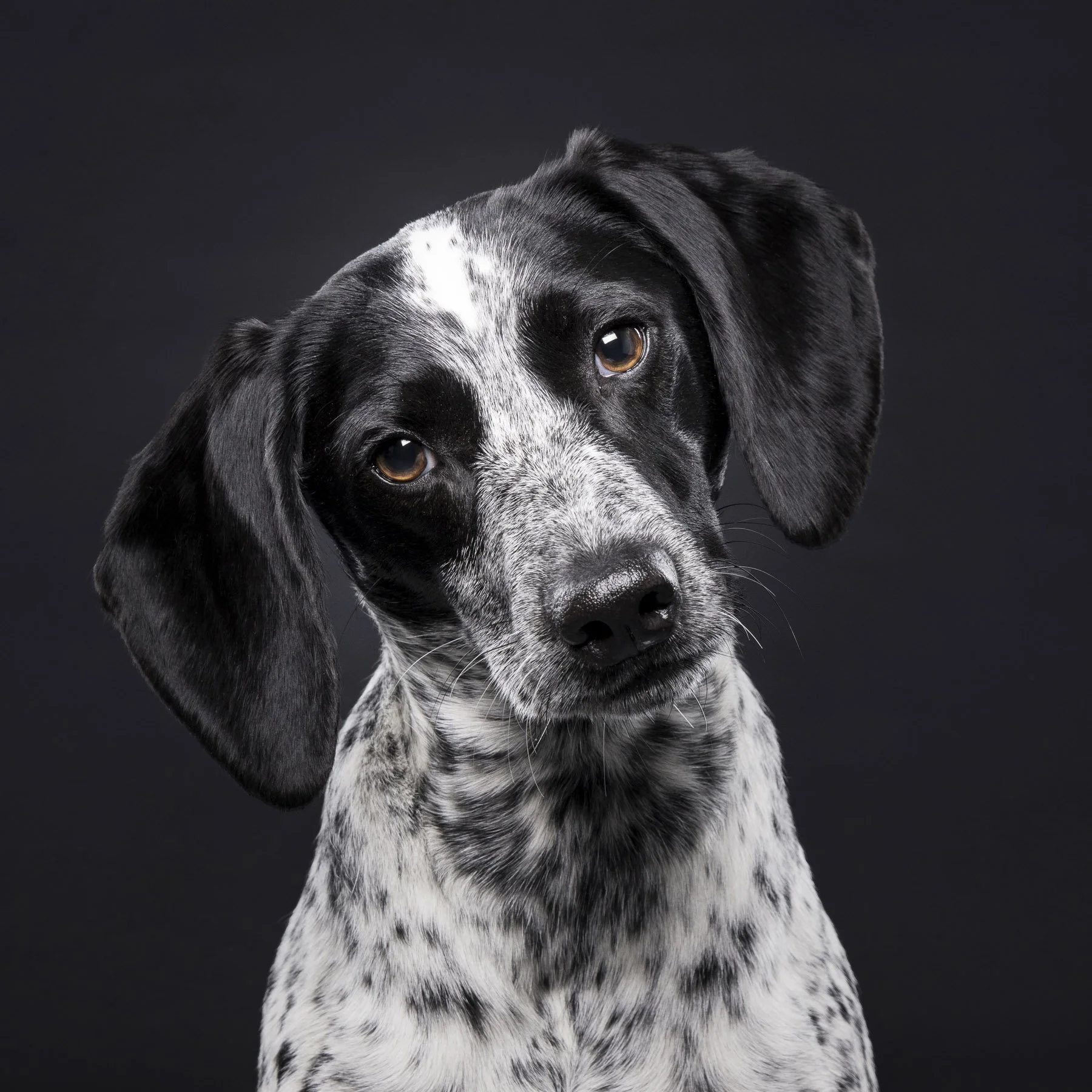 Studio portrait of a Dalmatian cross breed with a soft grey background, taken by Artis Studios