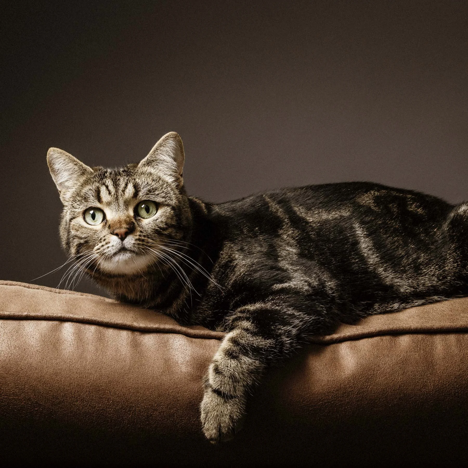 Close-up studio portrait of a tabby cat, taken by Artis Studios in Berkshire.