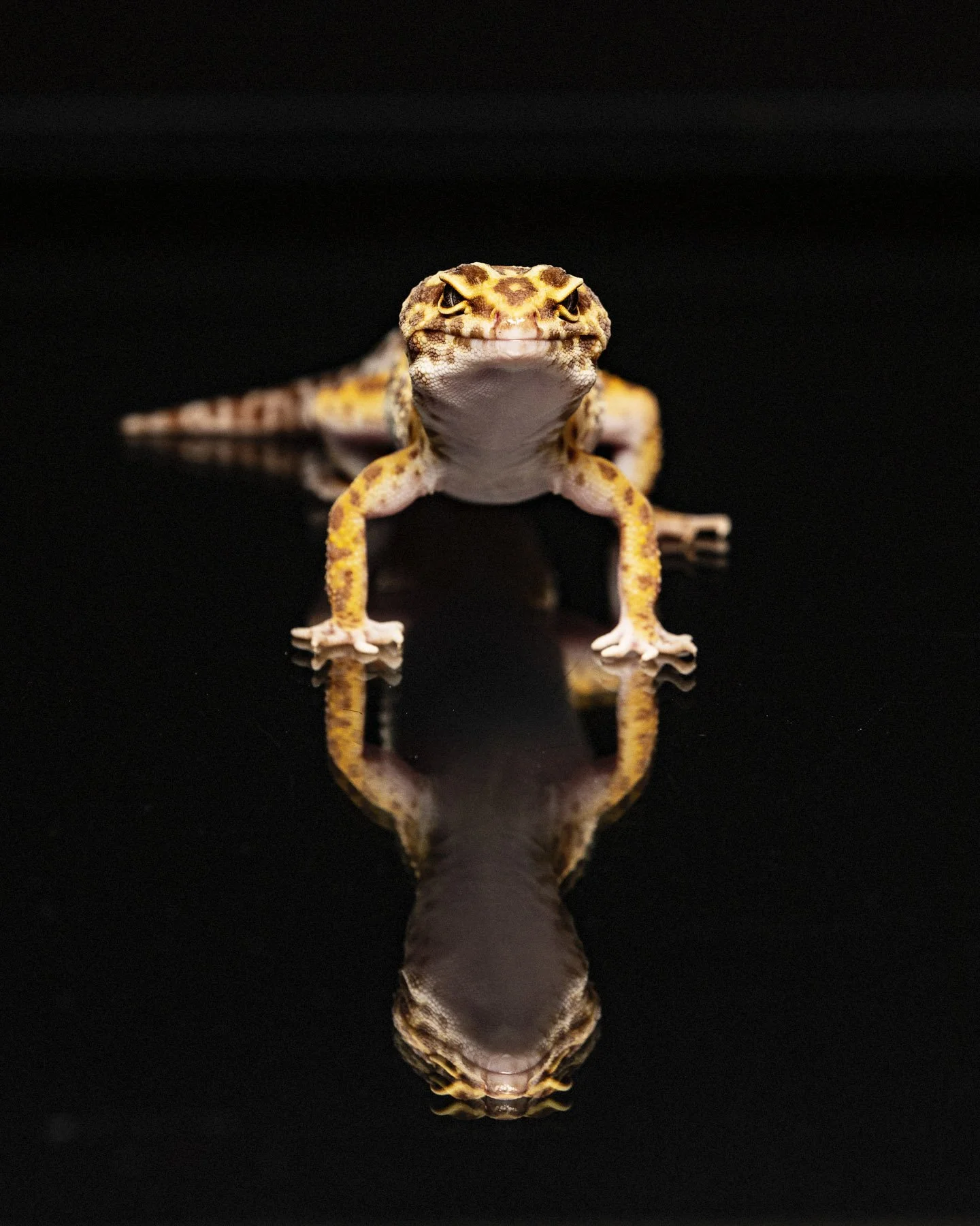 Studio portrait of a leopard gecko reflected against a black background, captured by Artis Studios