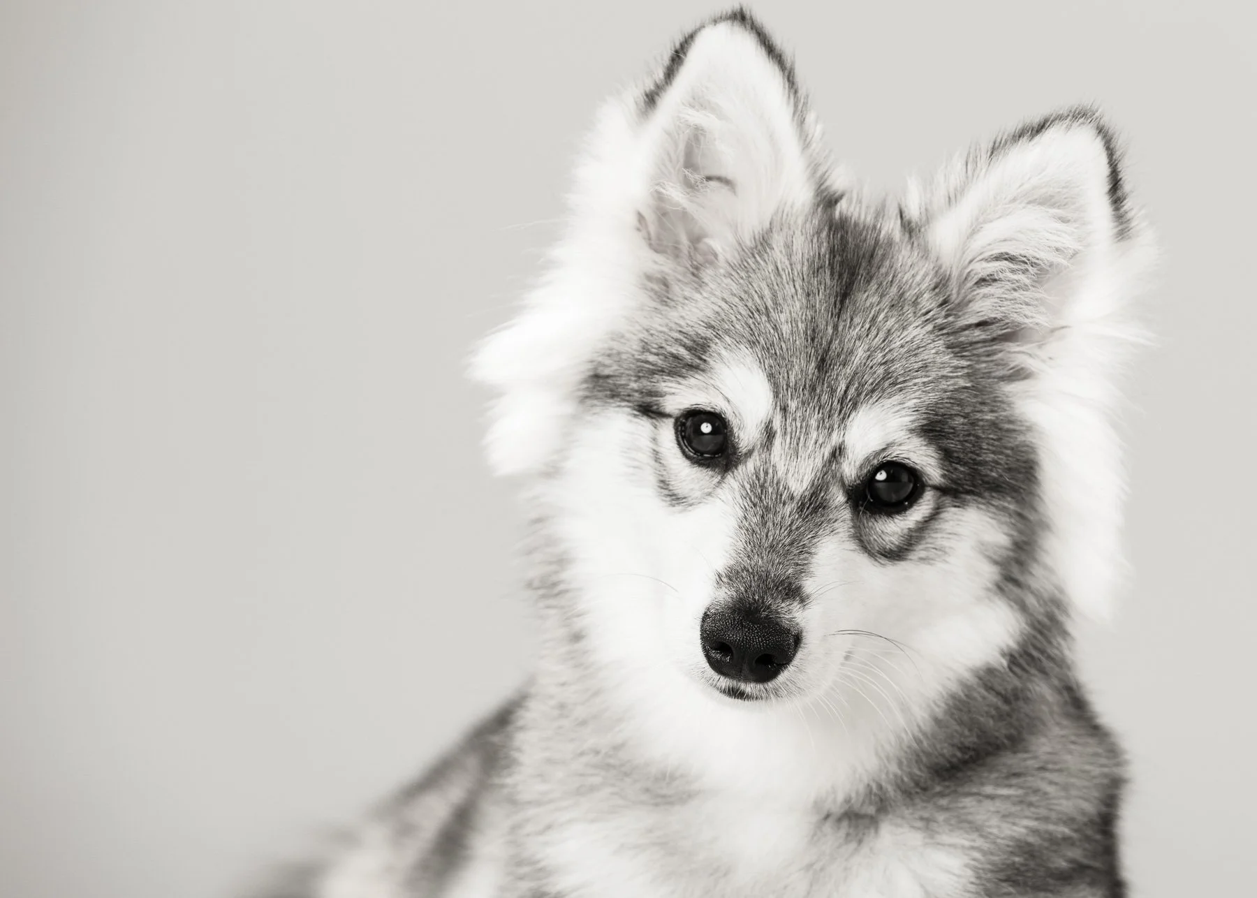 studio portrait of a husky puppy with a soft grey backdrop, taken by Artis Studios.