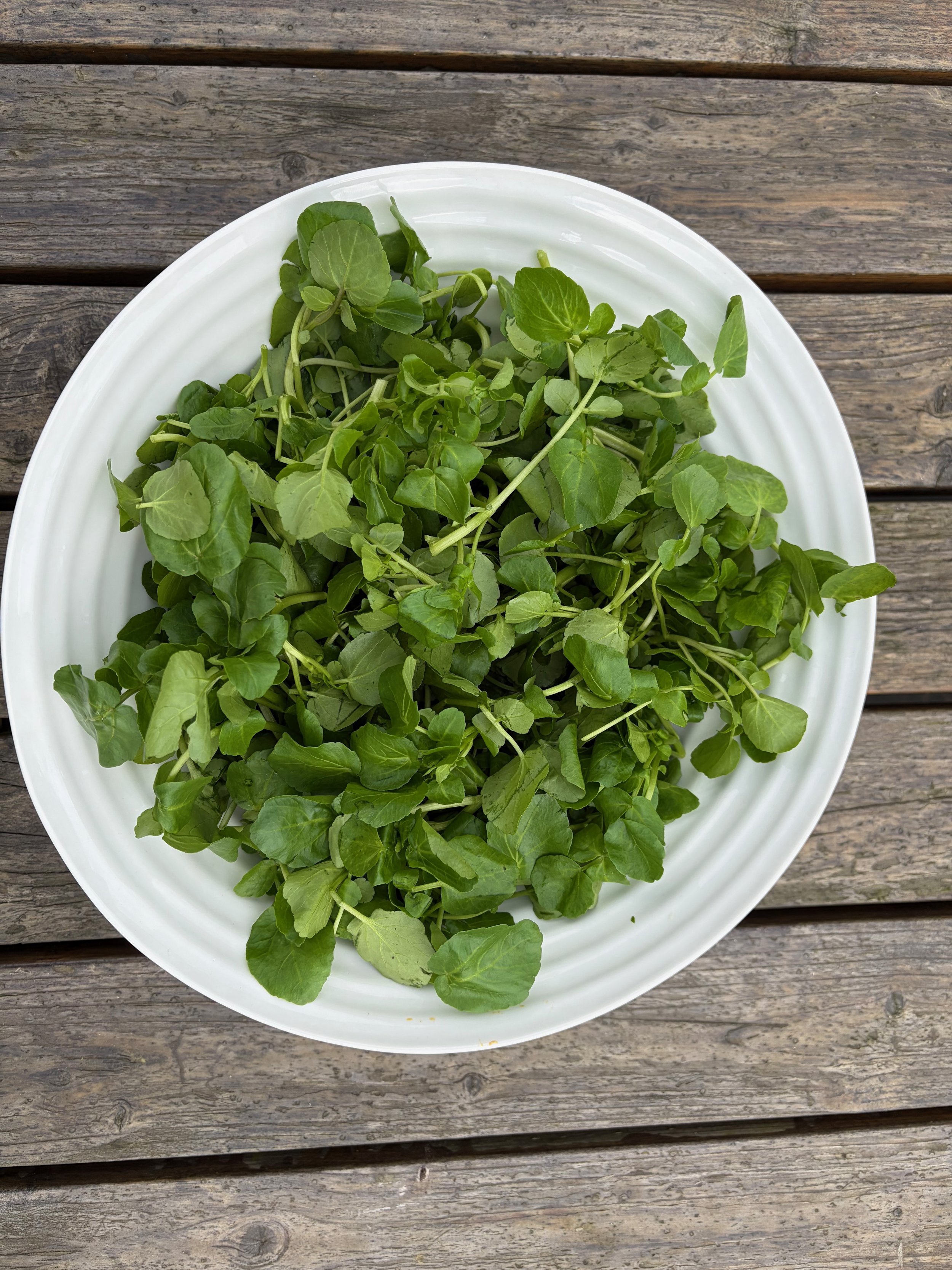 Watercress: A Leaf with a Legacy