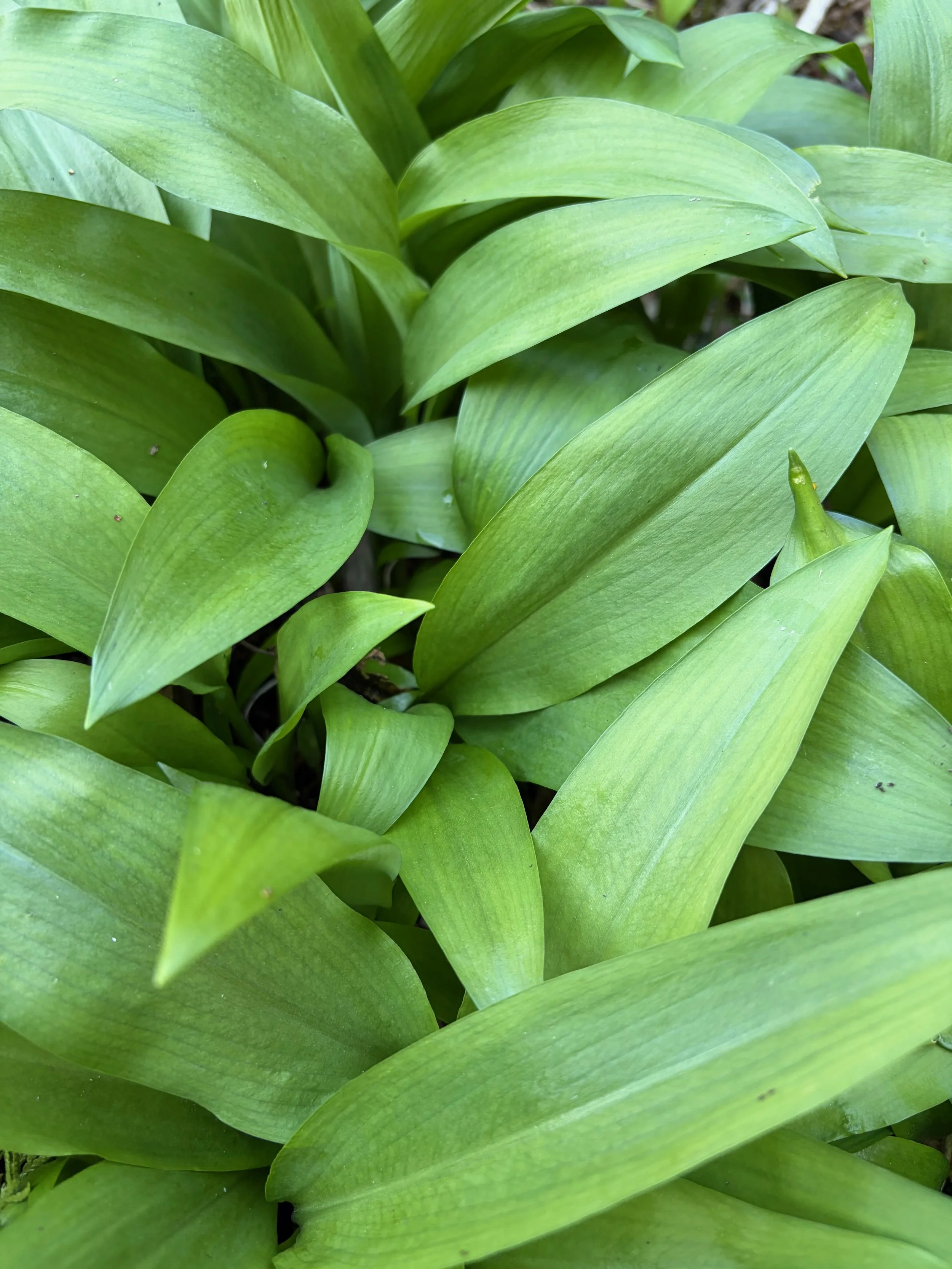 Wild Garlic: The Return of a Familiar Scent