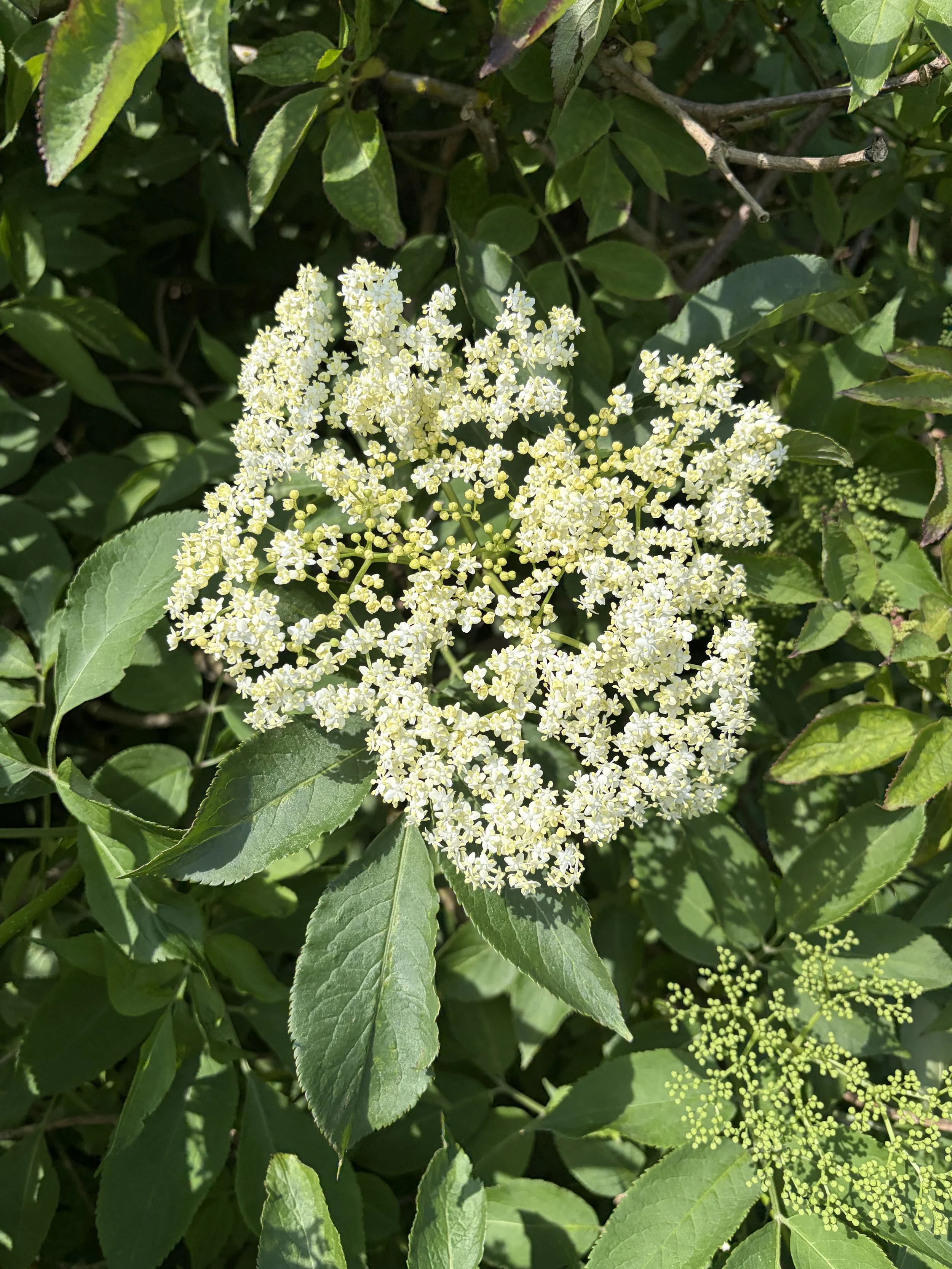 June in a Glass - Why a little sweetness can still have a place in wellbeing