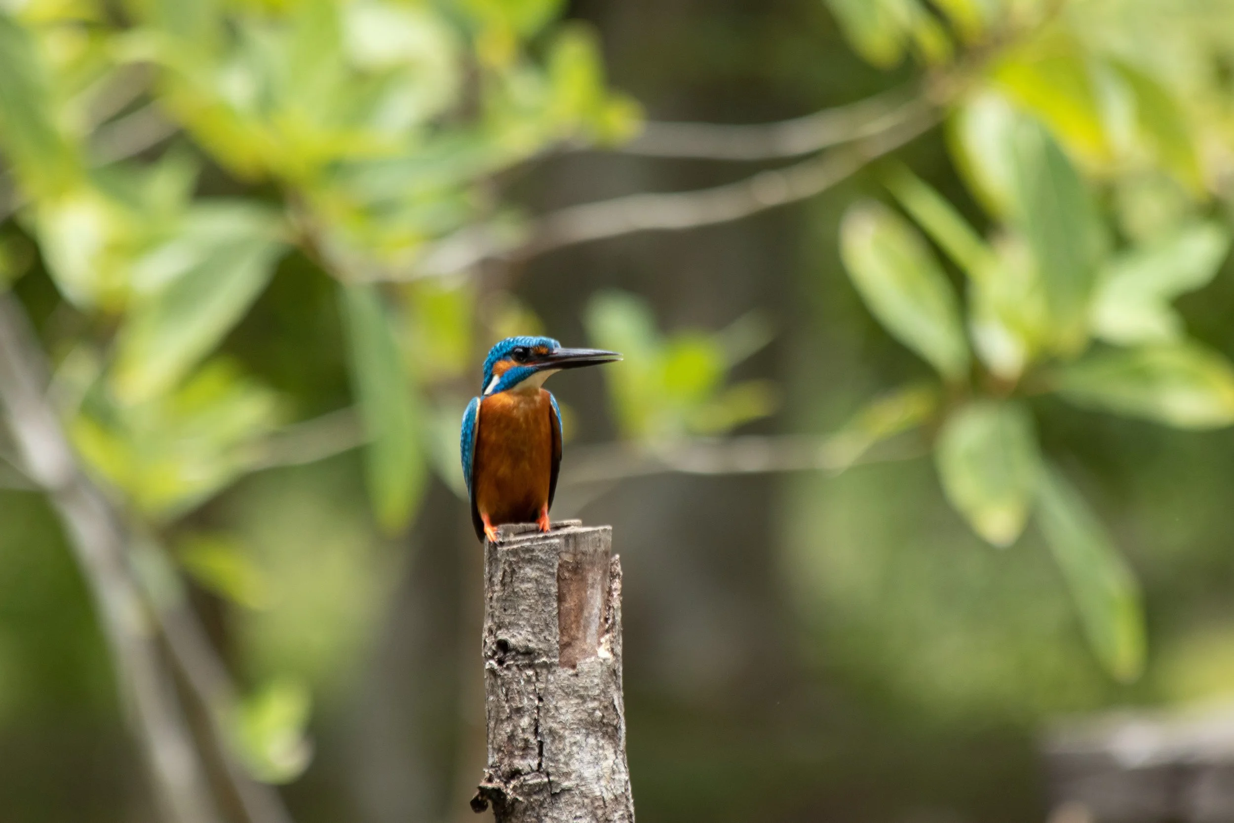 Birdsong, Footprints, and Falling Leaves: Noticing the Living World Around Camp