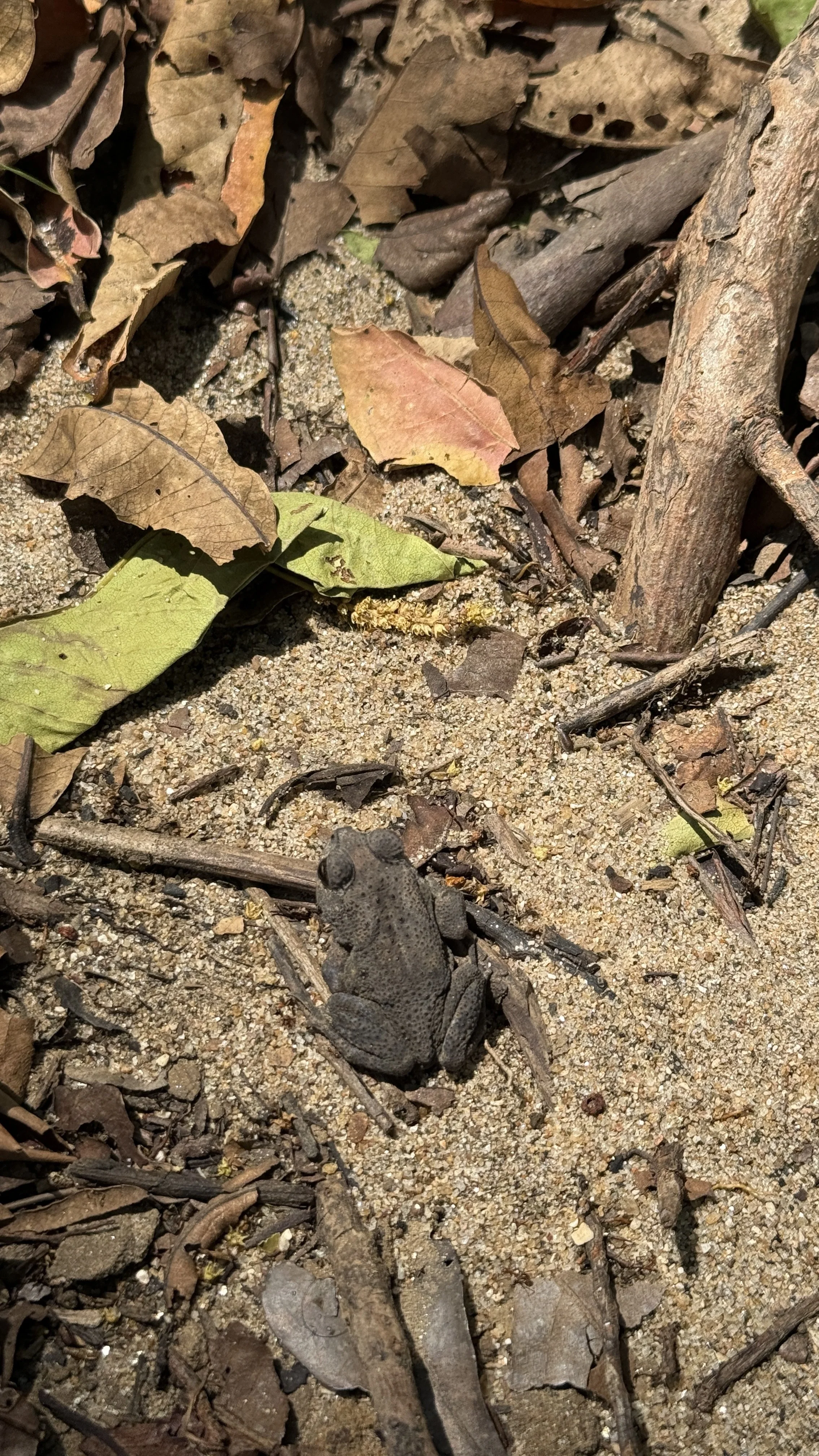 Camping Near Wildlife in Sri Lanka: How to Share Space Without Disturbing Them