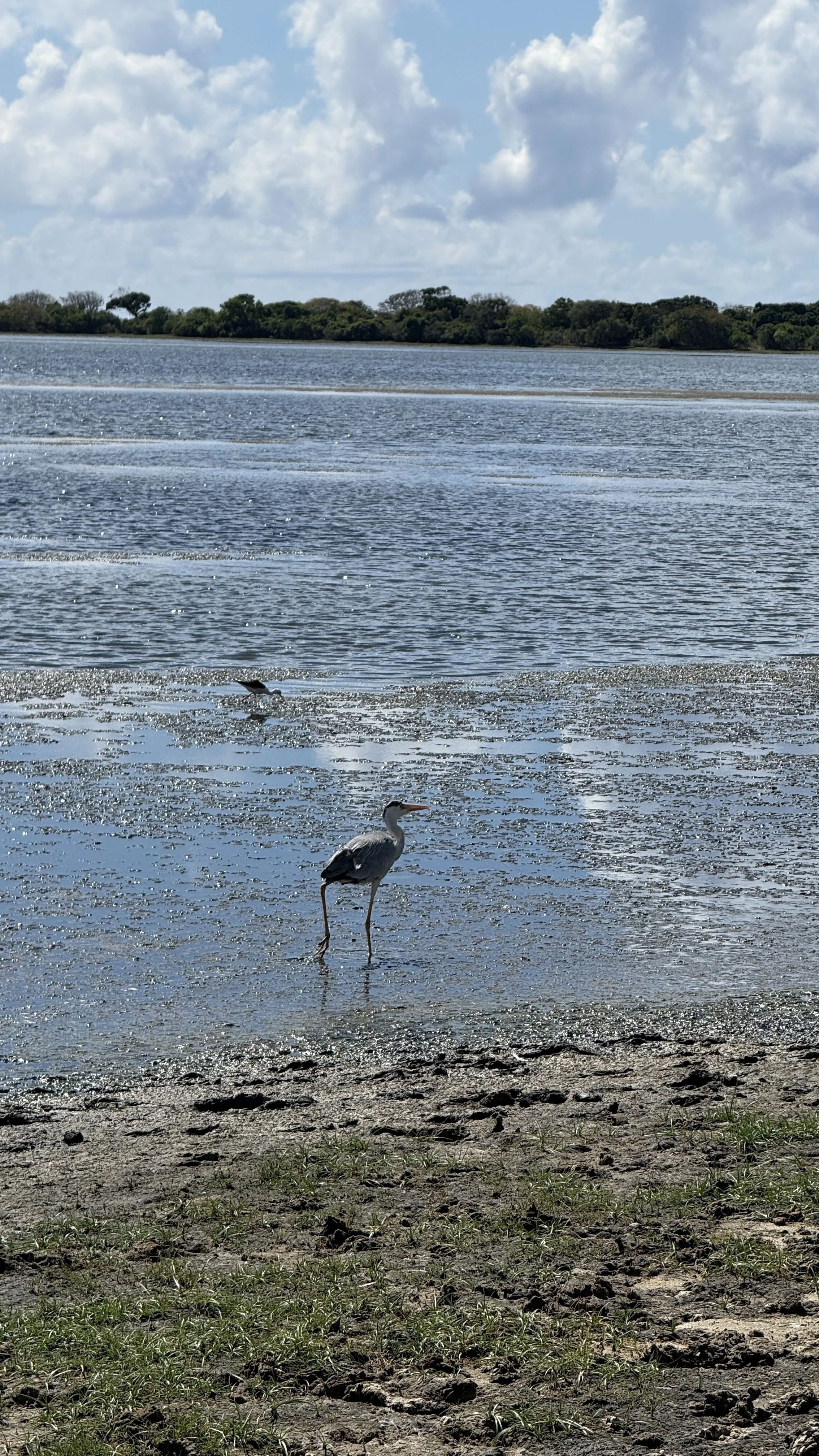 For Researchers, Birders, and Field Learners: Why Camps Make Better Classrooms Than Walls