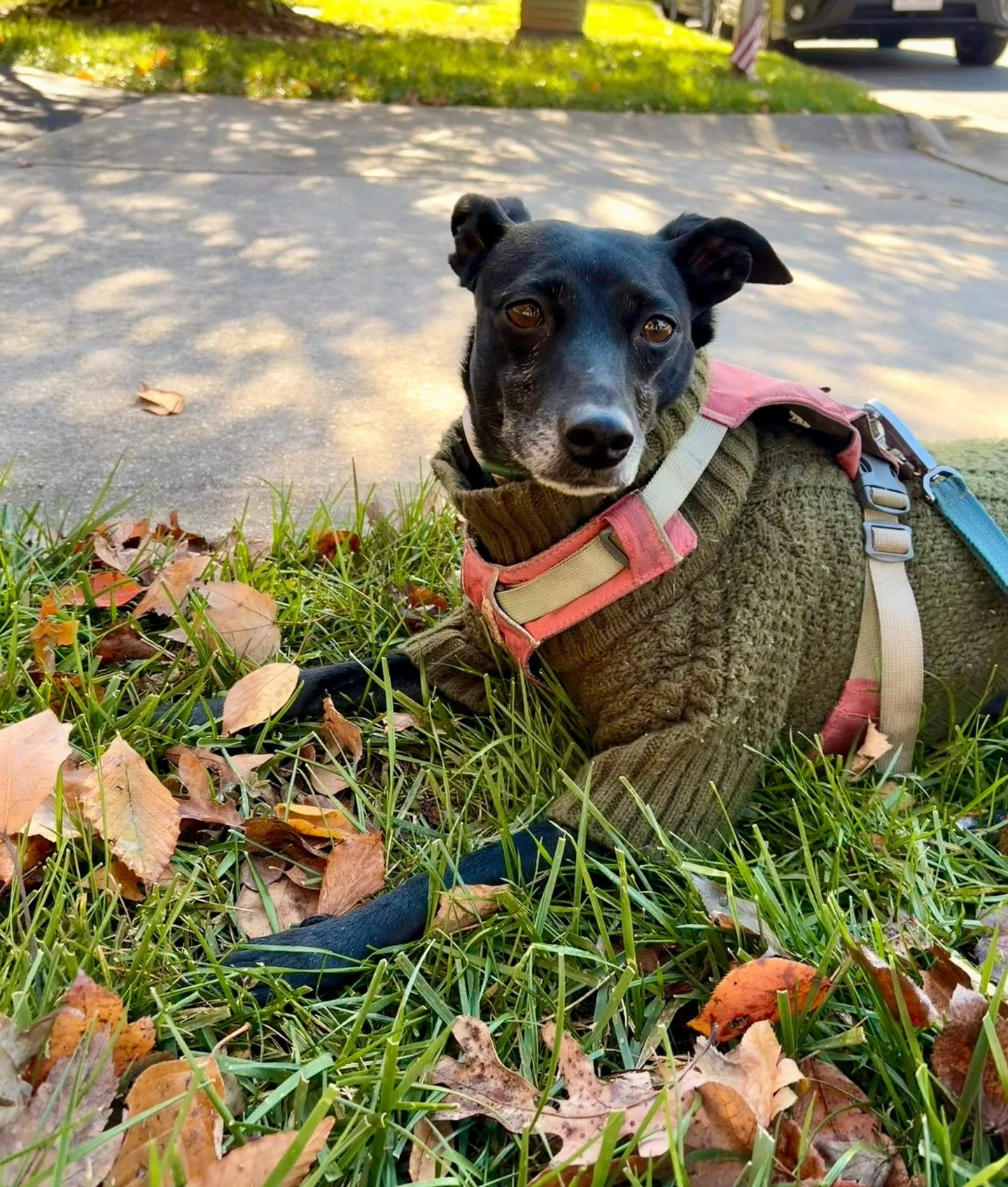 Happy Gotcha Day to our best girl 🐾💖

Three years ago I brought home Sasha and all our lives changed for the better. If you&rsquo;ve met Sasha at the shop or a market, you know what a special soul she is. I love getting to share her with you &mdash