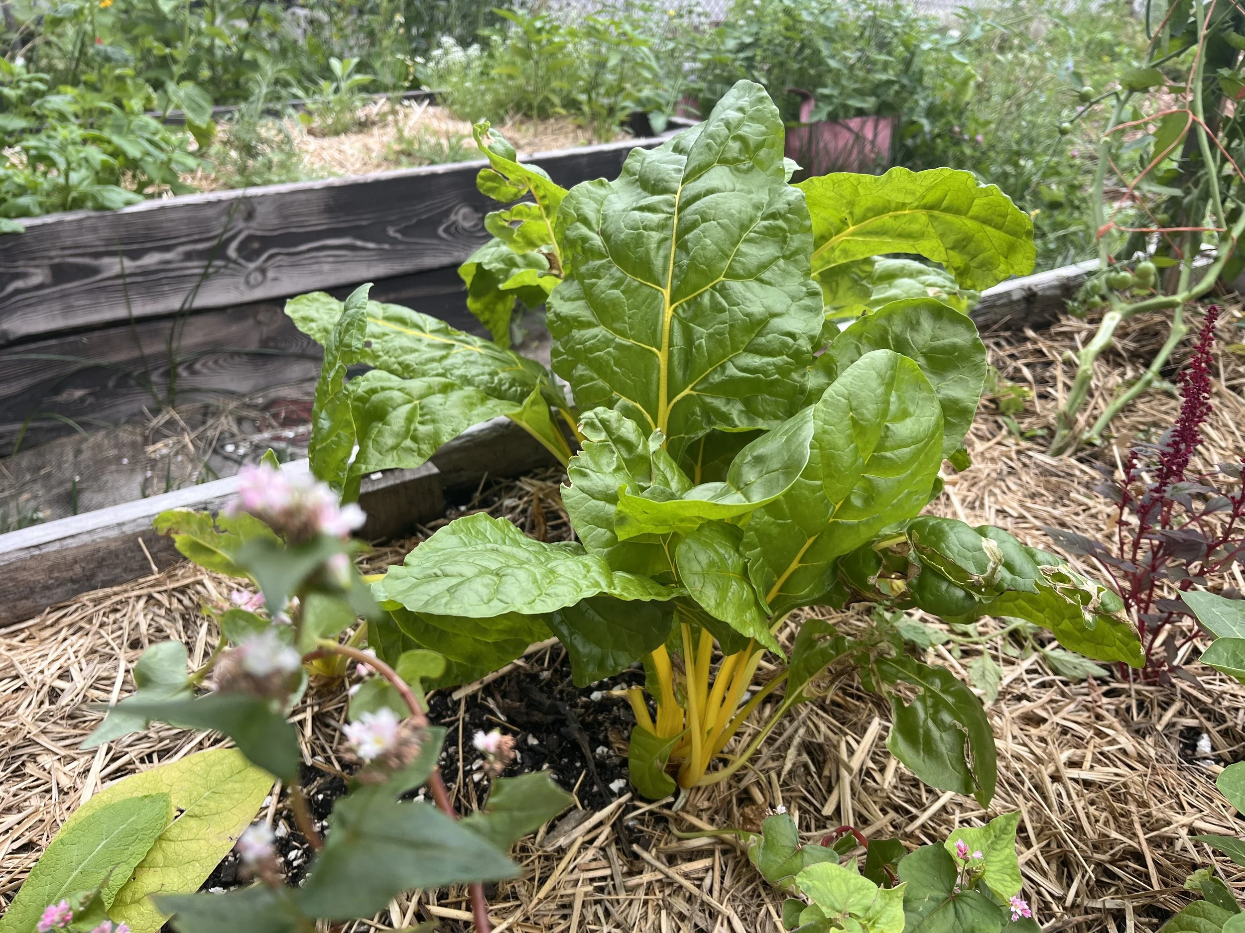 Pearl Street Garden Raised Beds.jpeg