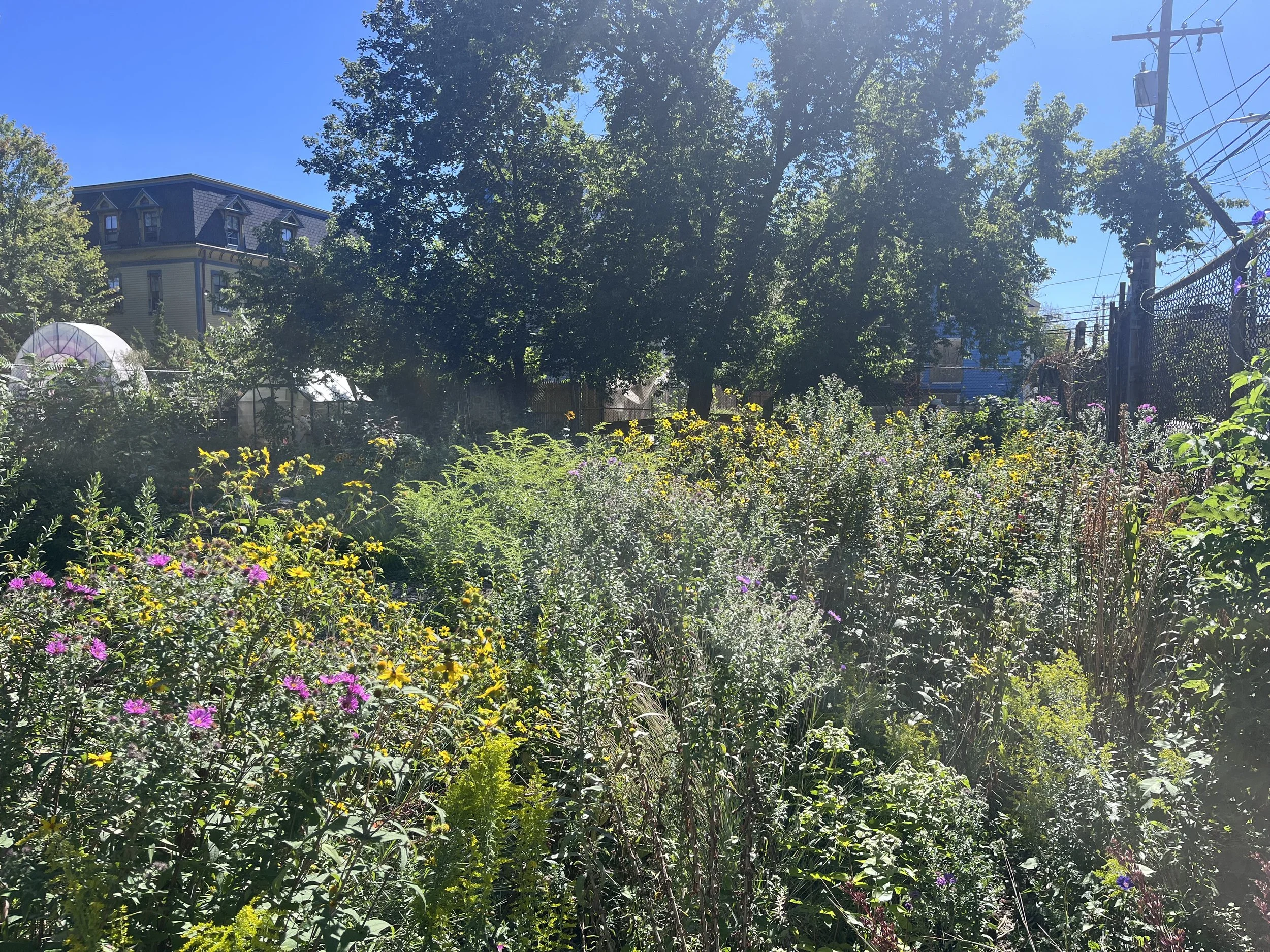 Pearl Street Garden Native Pollinator Meadow.jpeg