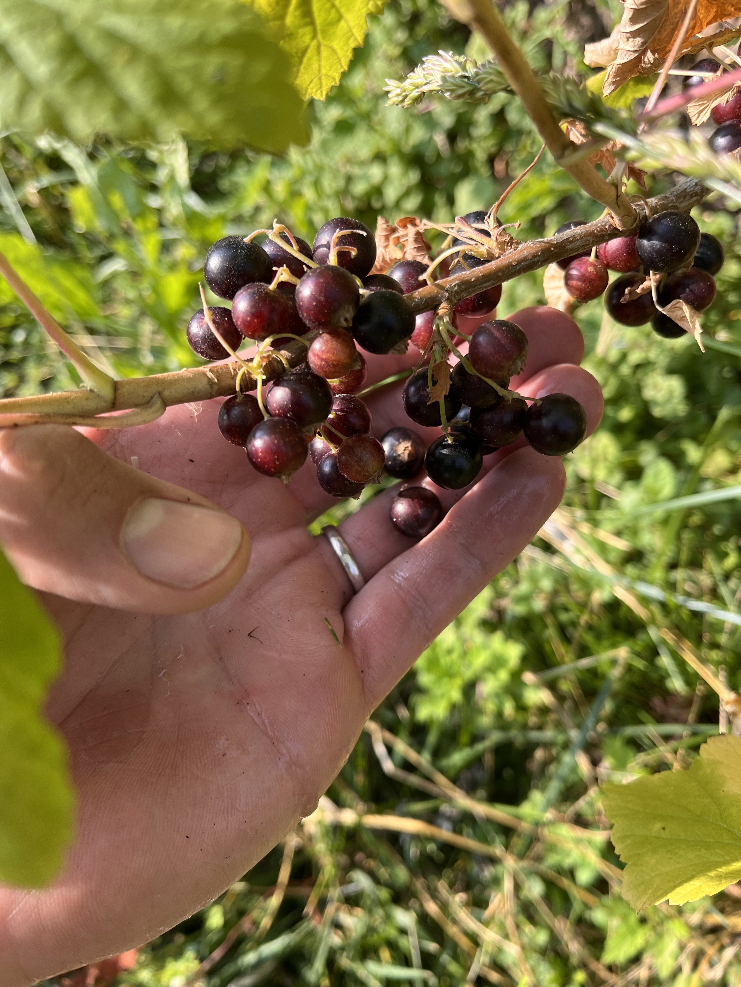 Pearl Street Garden Perennial Fruits.jpeg