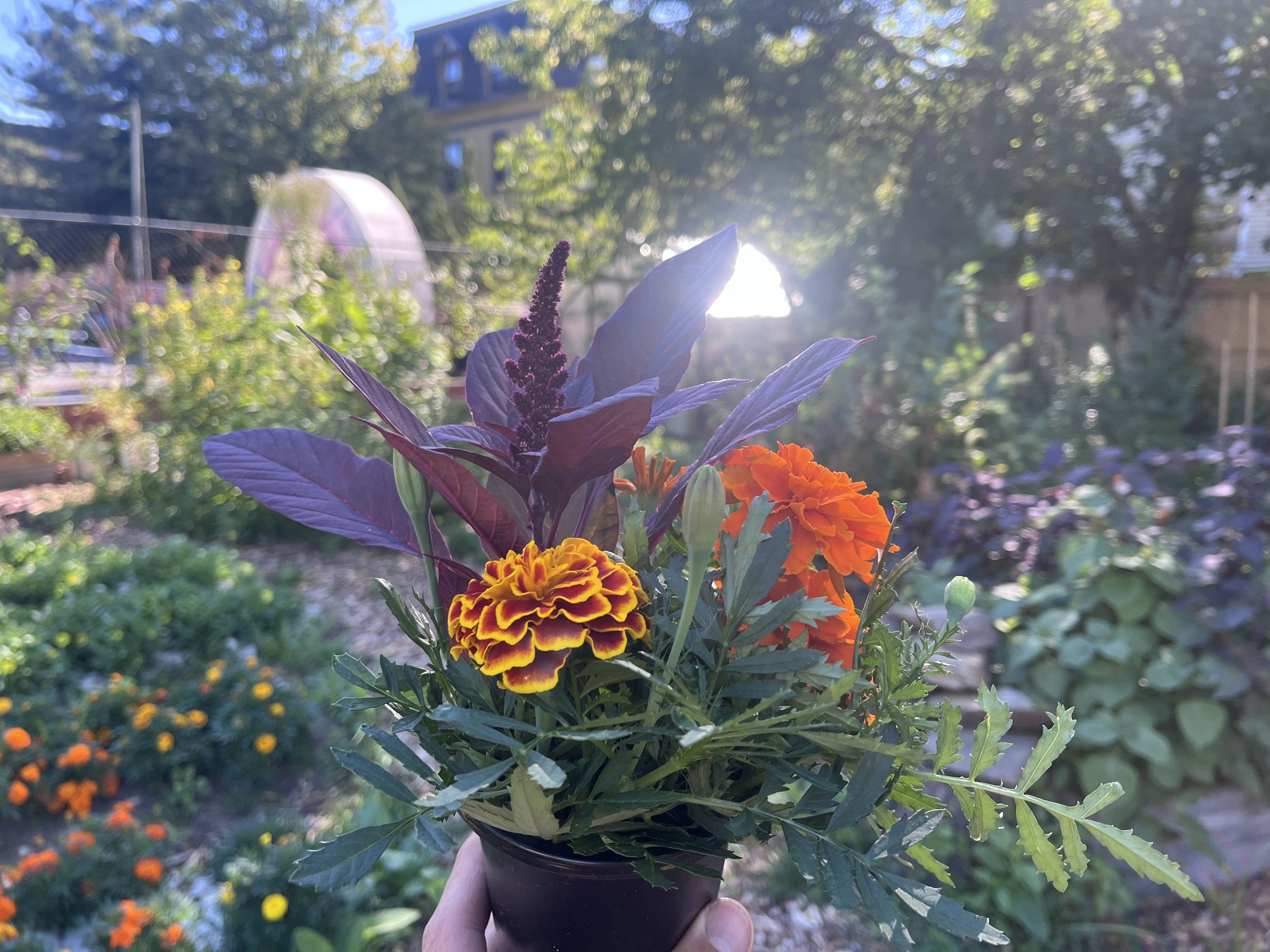 Pearl Street Garden Cut Flower Garden.jpeg