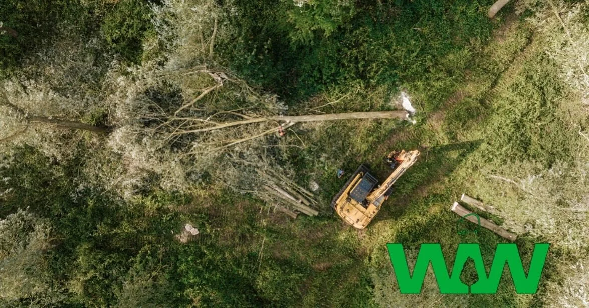 A birds eye view! 

 
 - Do you have mature willows on your land? We travel all over the UK, top prices paid, felling with extraction available, re planting options. Contact us today! 

- Would you like to grow cricket bat willow on your land? Contac