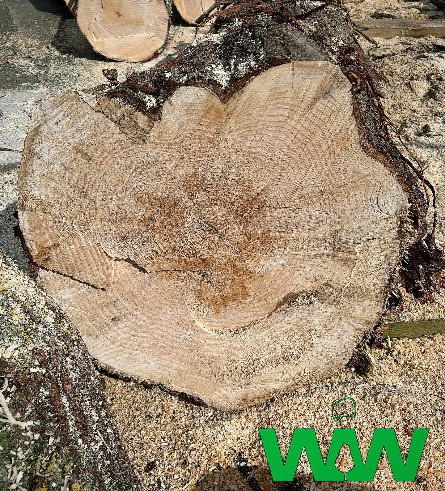 Some nice grains in the yard today. 

🌿🪵

 #wombat #willow #cricketbatwillows #cricketbatwillow #cricket #ukgrown #ukmade #timber #wood #woodworking #treefelling #harvest #englishwillow #cricketbat #englishbatmaking #boutique #ukmanufacturing #ukfo