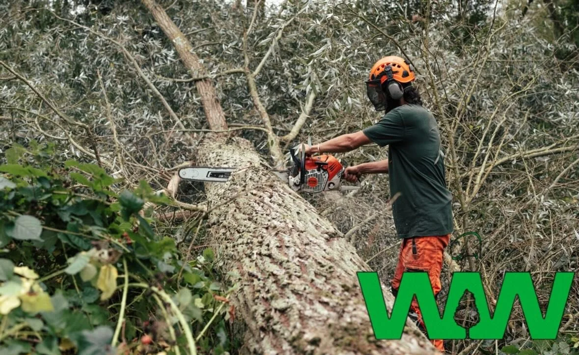 With the felling season now upon us, we&rsquo;re preparing for the months ahead and looking to purchase a few more mature Cricket Bat Willow trees this summer. 🌿🏏 

Top prices paid, felling with full extraction, and replanting options available. 

