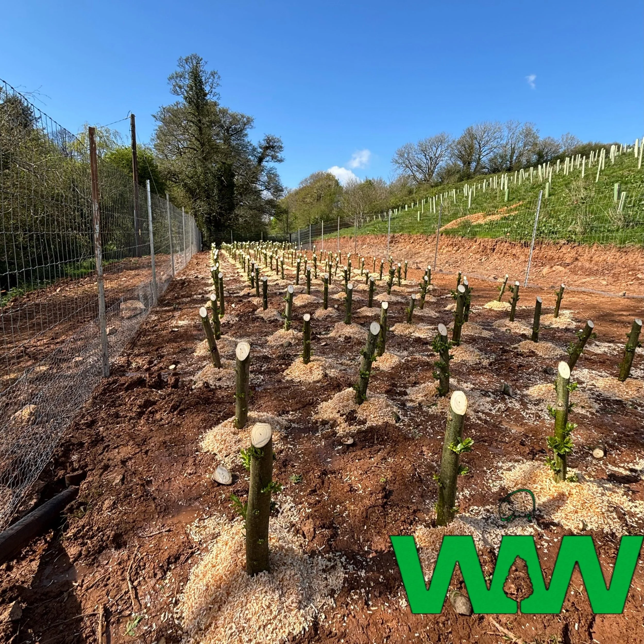 Checking up on one of our young sett beds. 🌿

Earlier this year we planted this new sett bed. In years to come this sett bed will help us plant more CBWs and protect our future stocks. 

By investing in tomorrow&rsquo;s timber today, we&rsquo;re ens