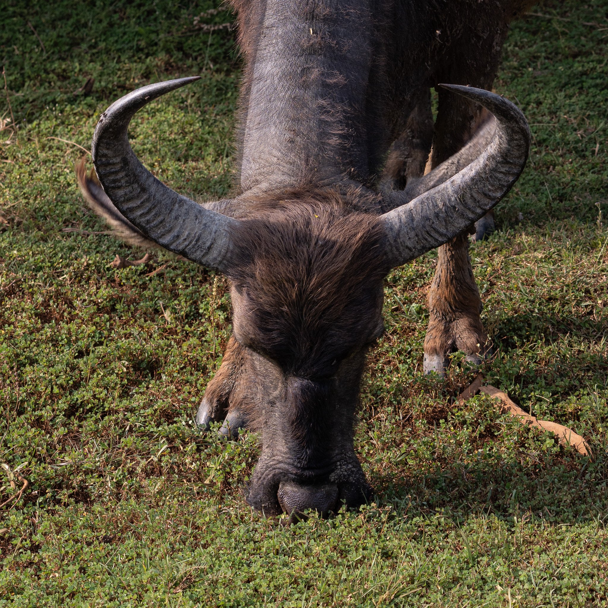 BUFFALO