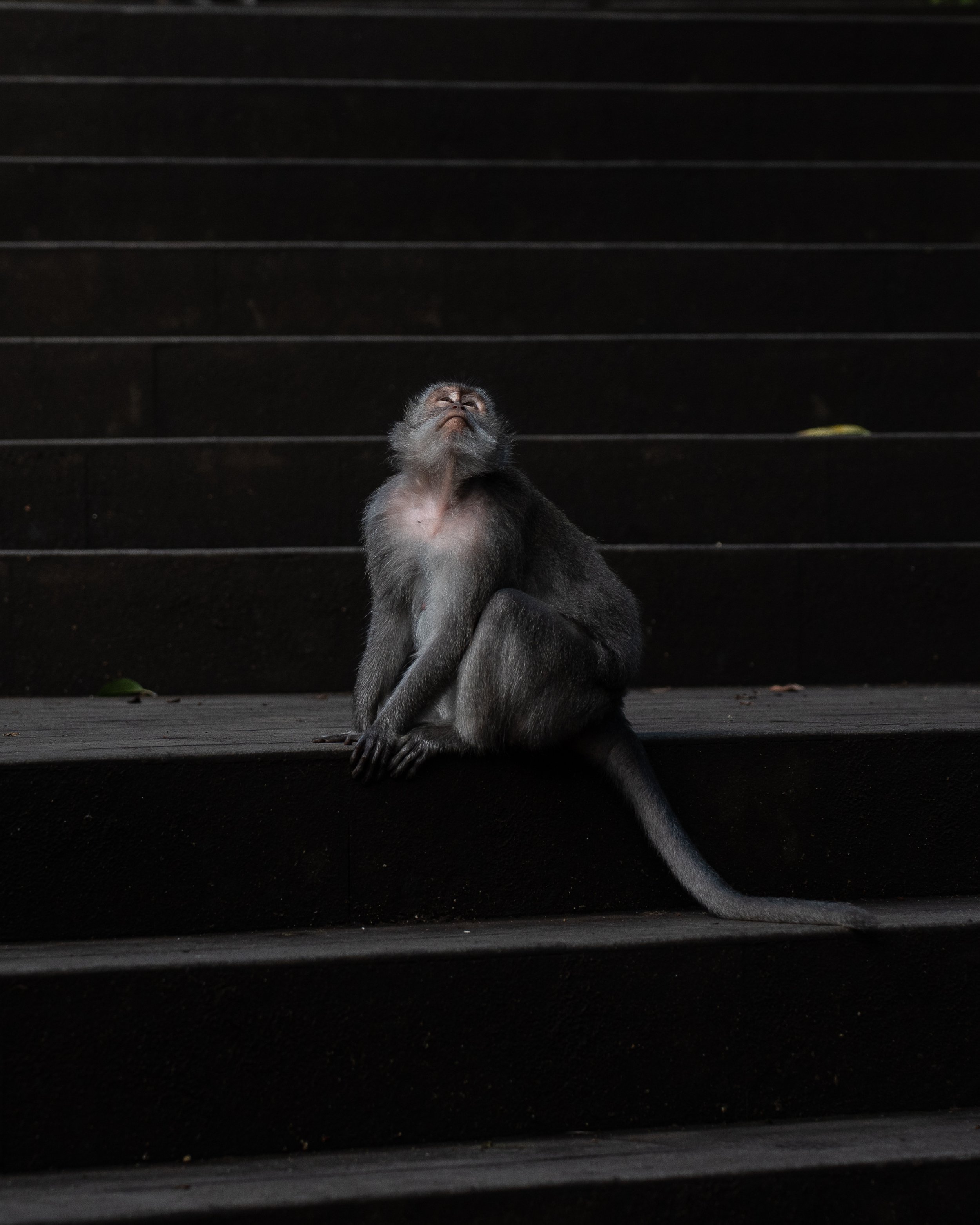 MONKEYS OF INDONESIA