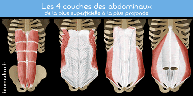 De l’importance de la sangle abdominale