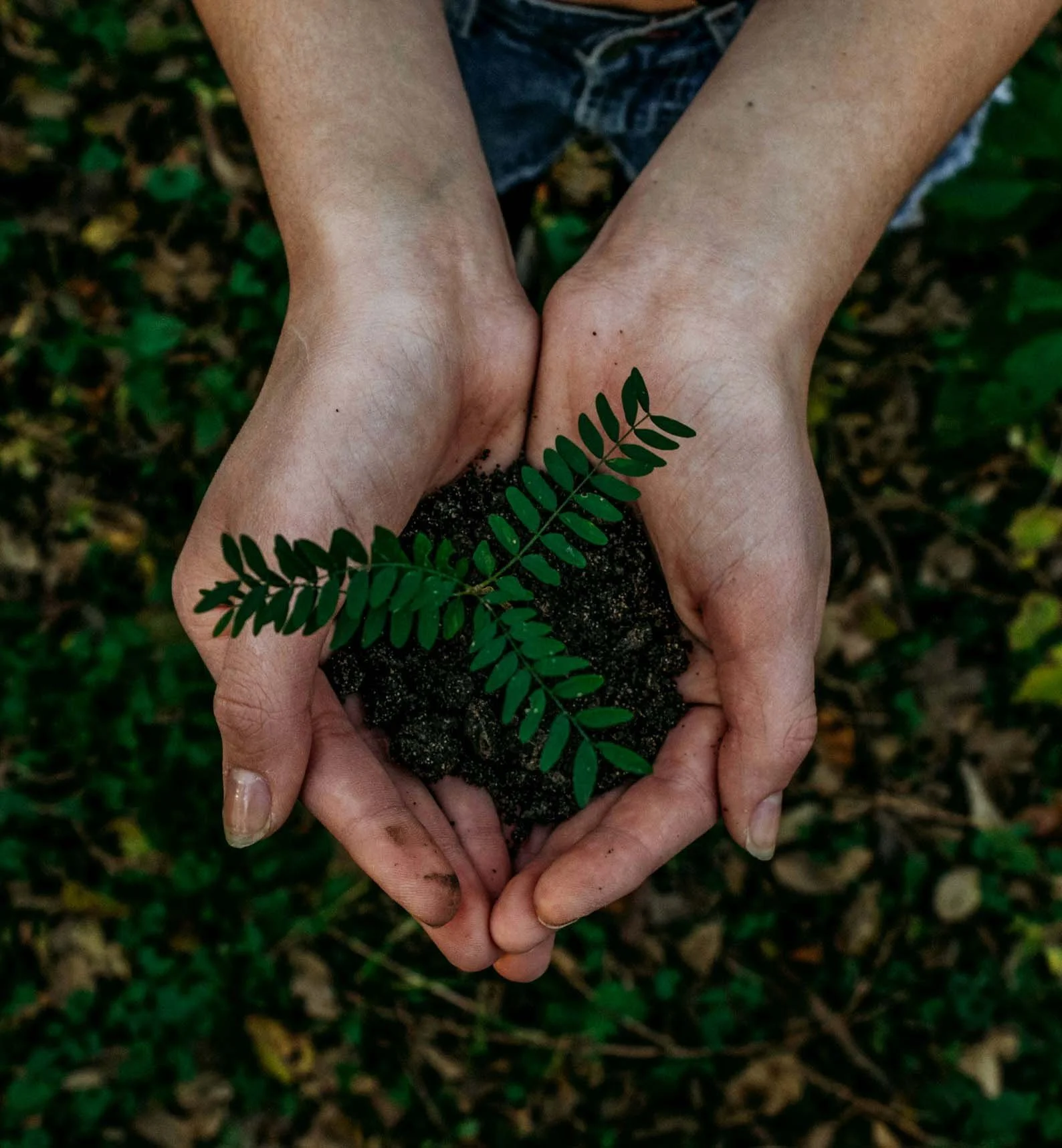 Two hands holding a small plant with green leaves and dark soil on a background of forest ground.