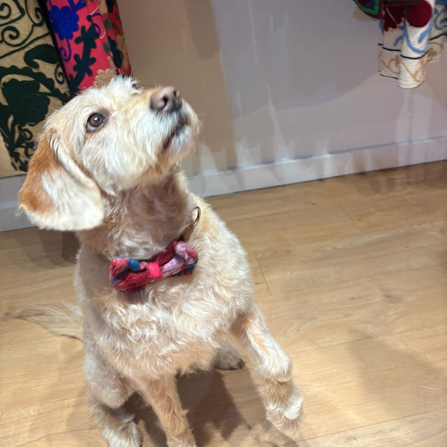 Couldn&rsquo;t forget the pets in our lives, could we?  Meet Mia - serving serious style in our new doggy bow ties 🐶✨ 

Available in the shop now!

 #doglife #slowfashion #lilandthepickle  #wearyourpower #shrewsbury #smallbusiness