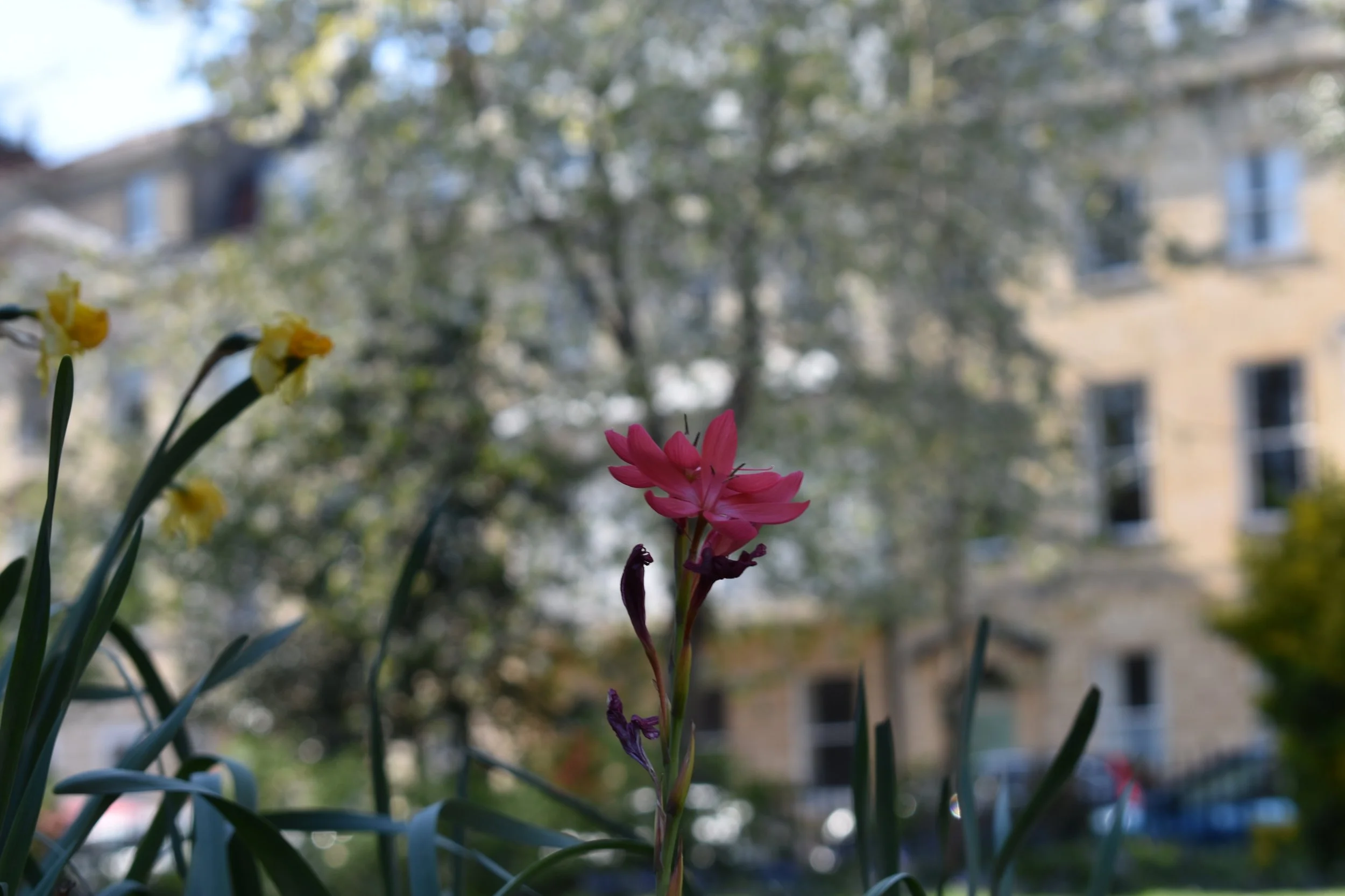 Weekly Volunteer's Gardening
