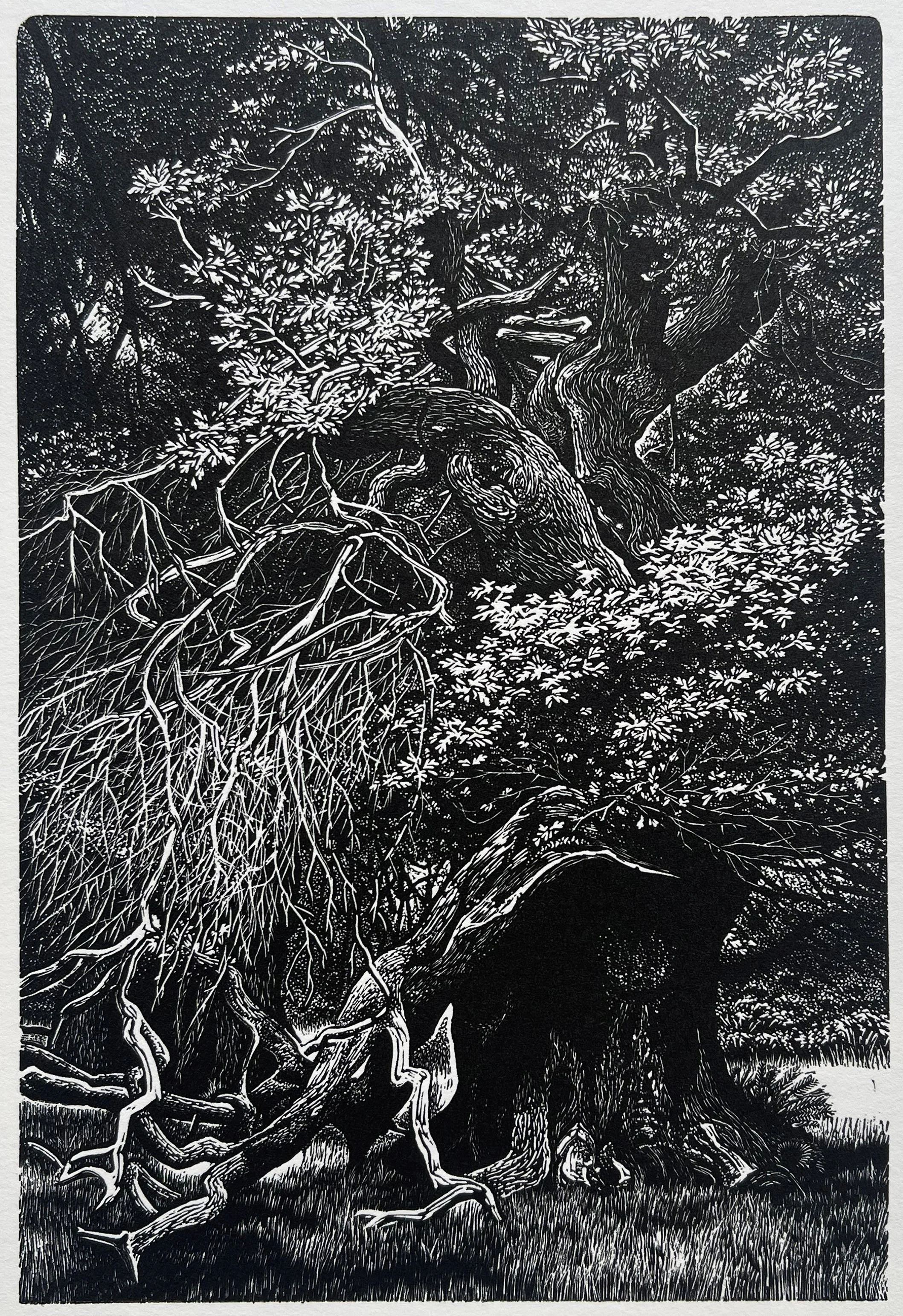 Blaze Cyan, Staverton Thicks.