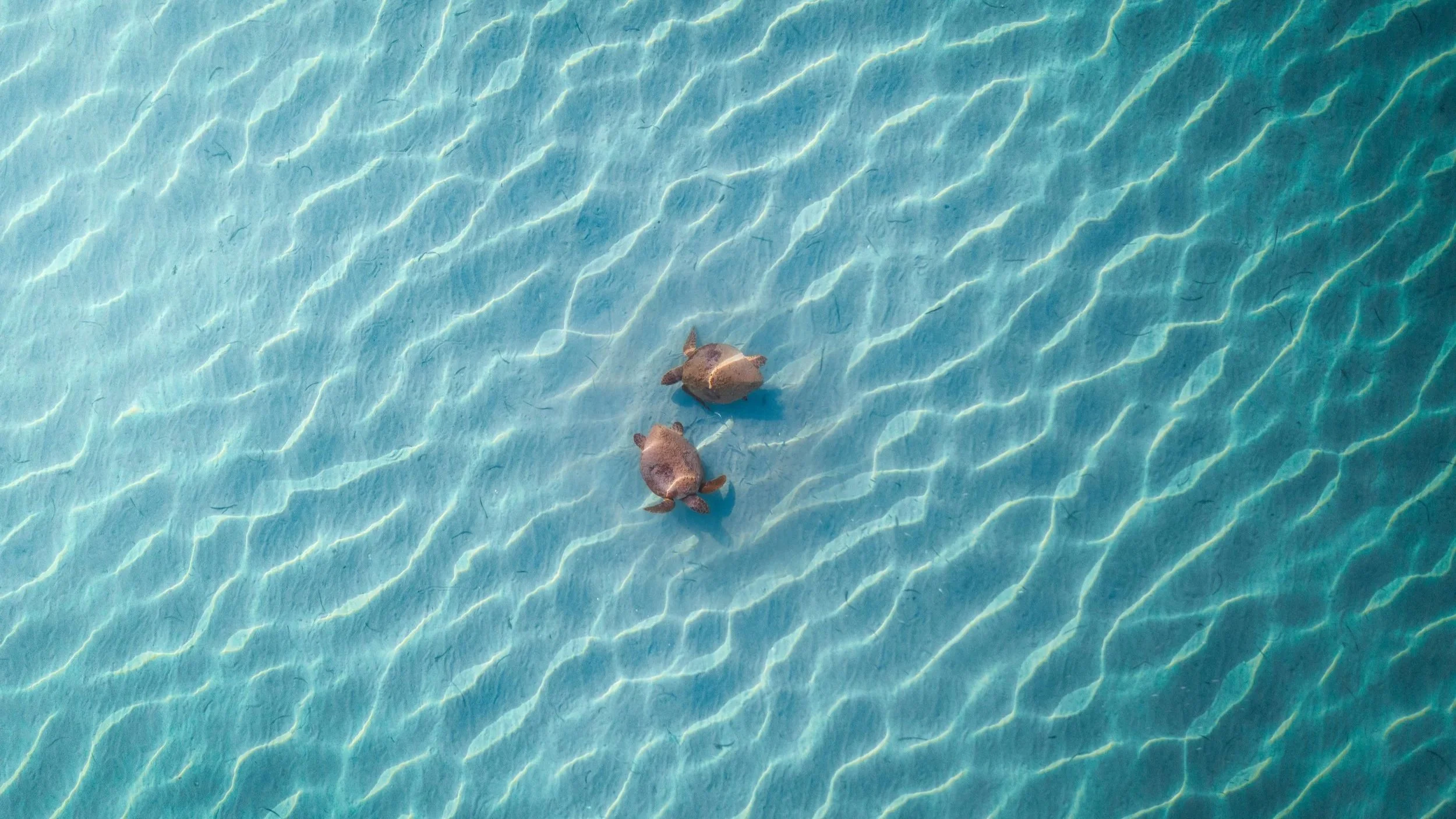 Two juvenile fish swimming in clear blue water with sunlight reflections.