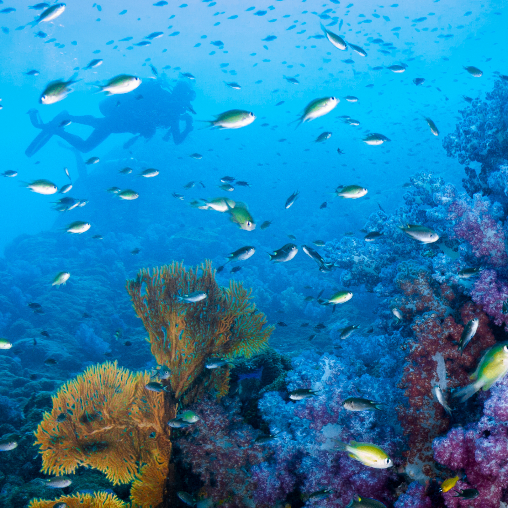 Empowering Women in Fuvahmulah Island’s conservation