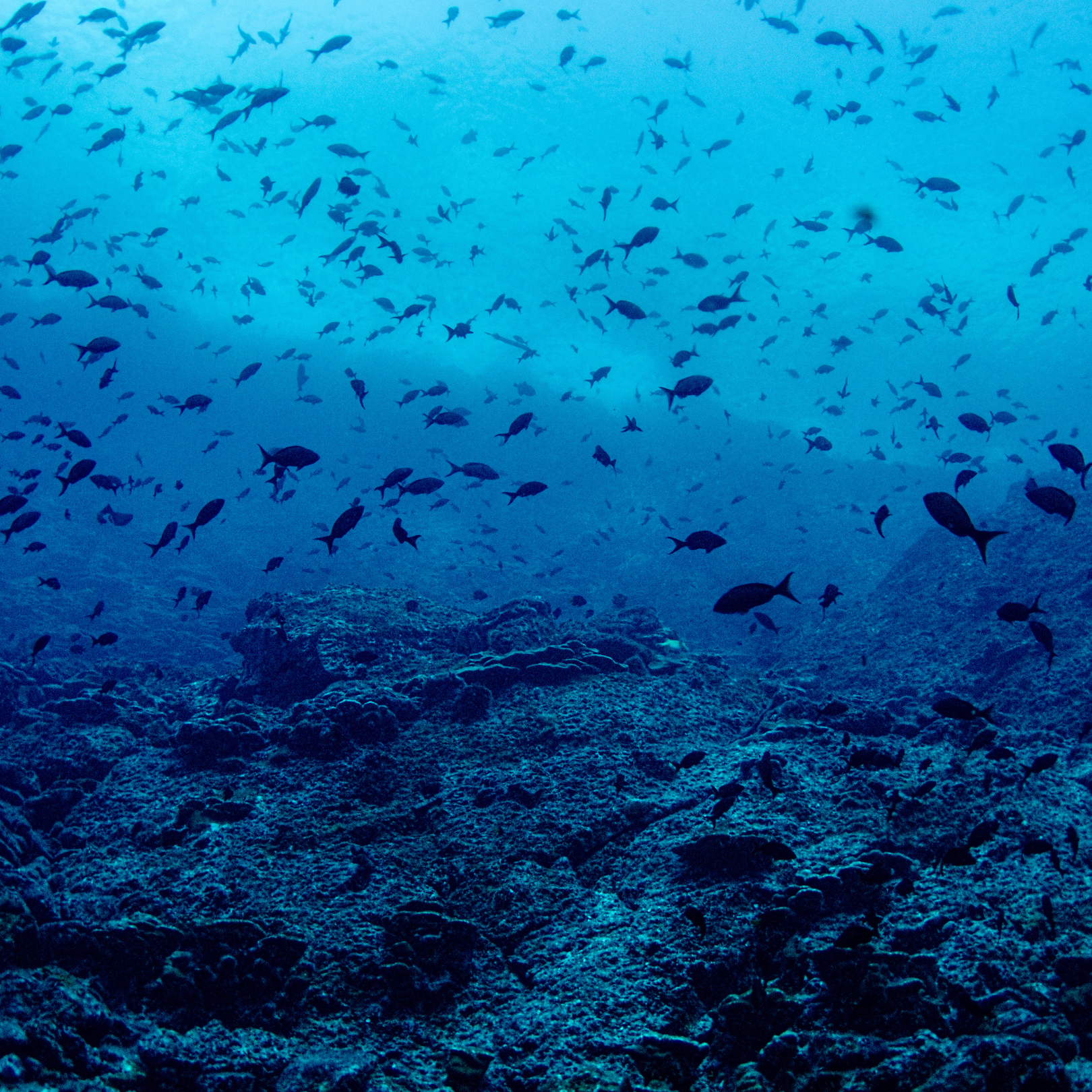 3D-Mapping the Mediterranean Seabed