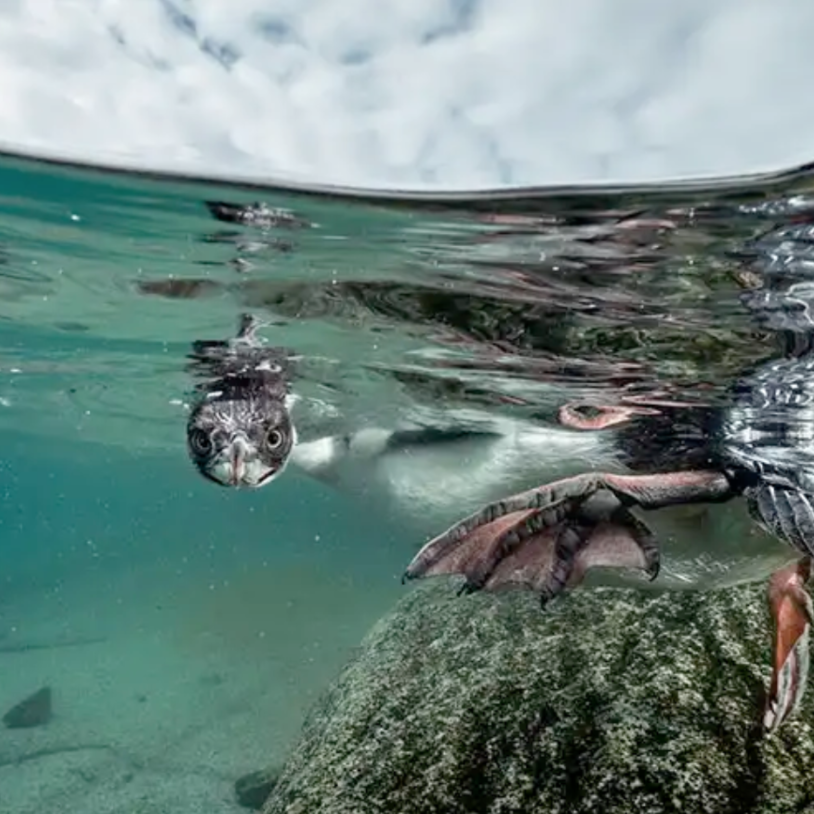 Building The Platform For Global Ocean Conservation