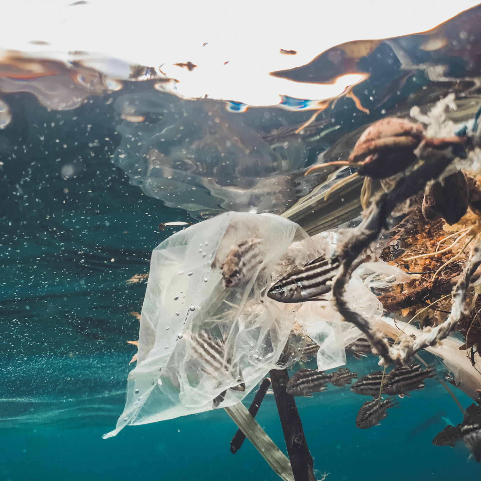 Raising Awareness About Packaging as Underwater Litter
