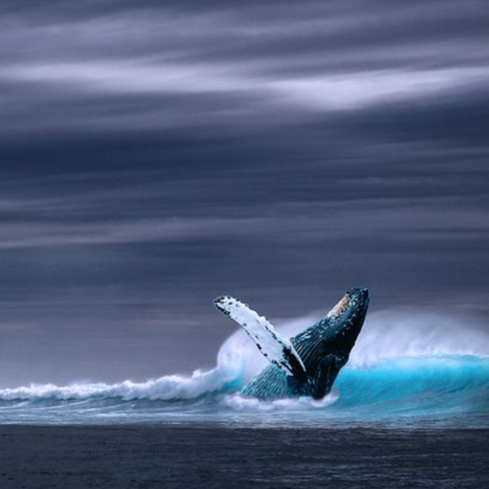 Preventing Unlawful Icelandic Whaling in International Waters