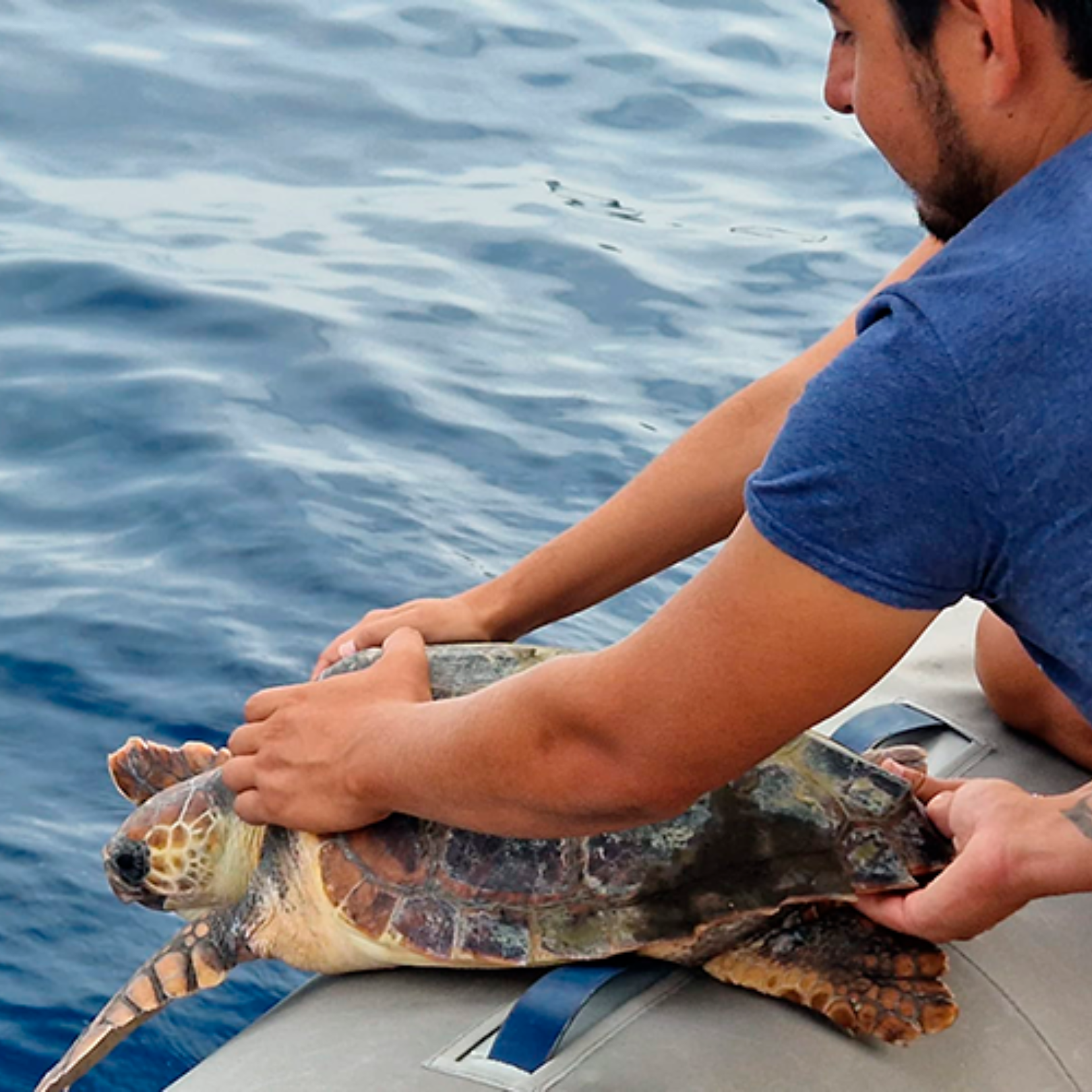 Protecting Risso's dolphins and Loggerhead sea turtles in the Mediterranean&nbsp;with Alnitak