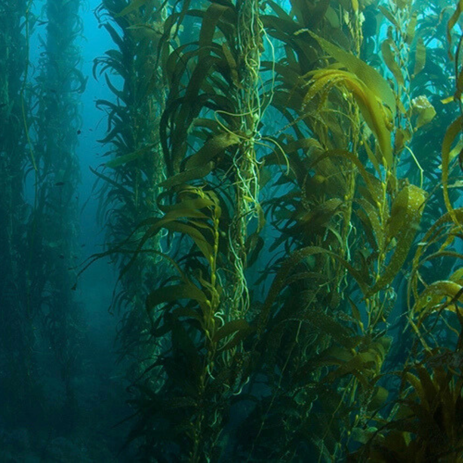 Harnessing the Power of Giant Kelp 