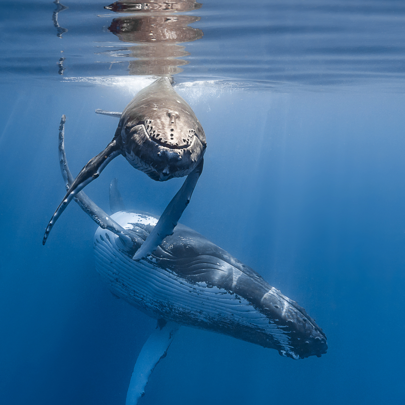 Protecting sperm whale nursing area in Menorca with MPA status&nbsp;