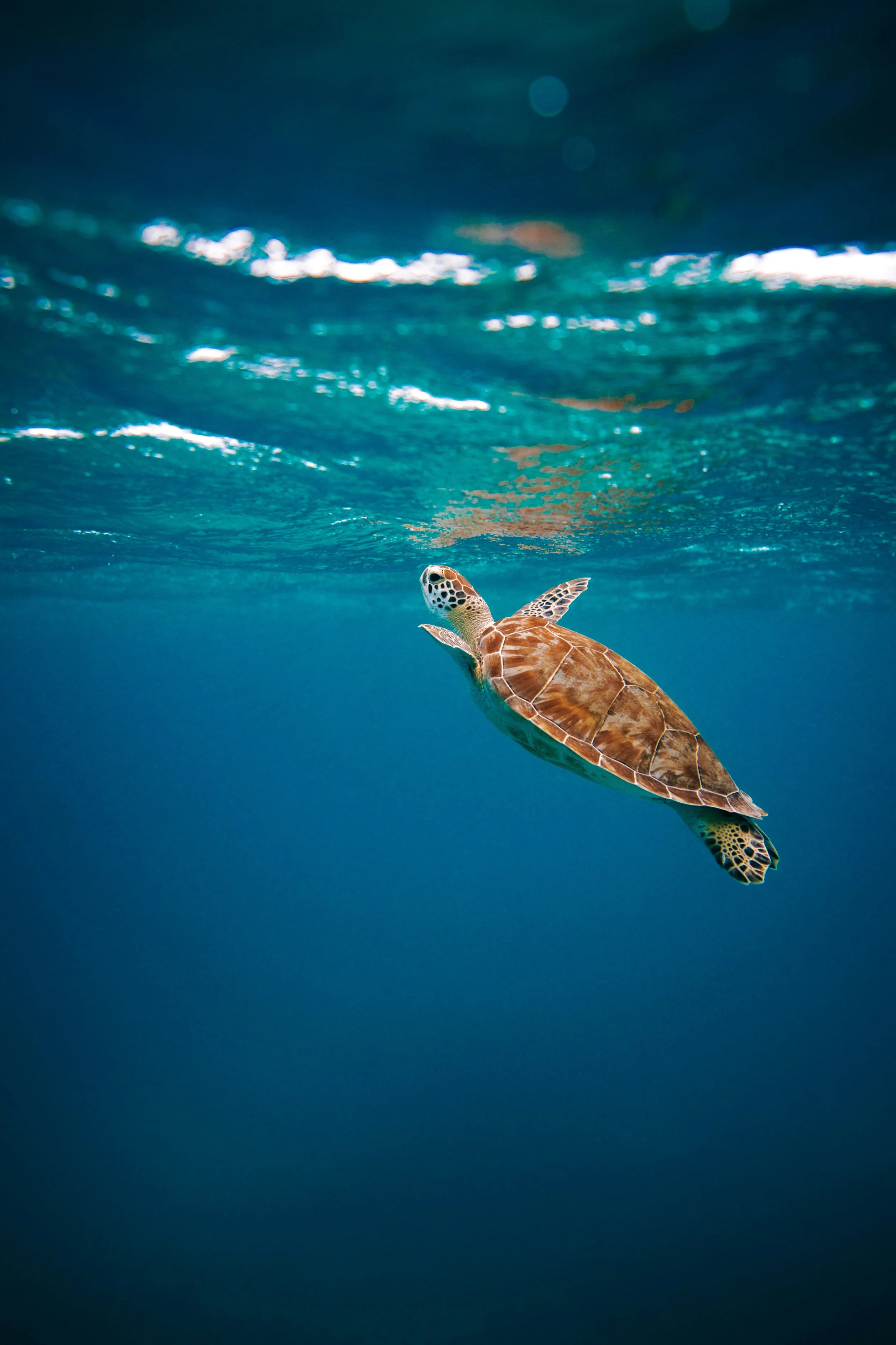 5 Ways You Can Actually Help the Ocean