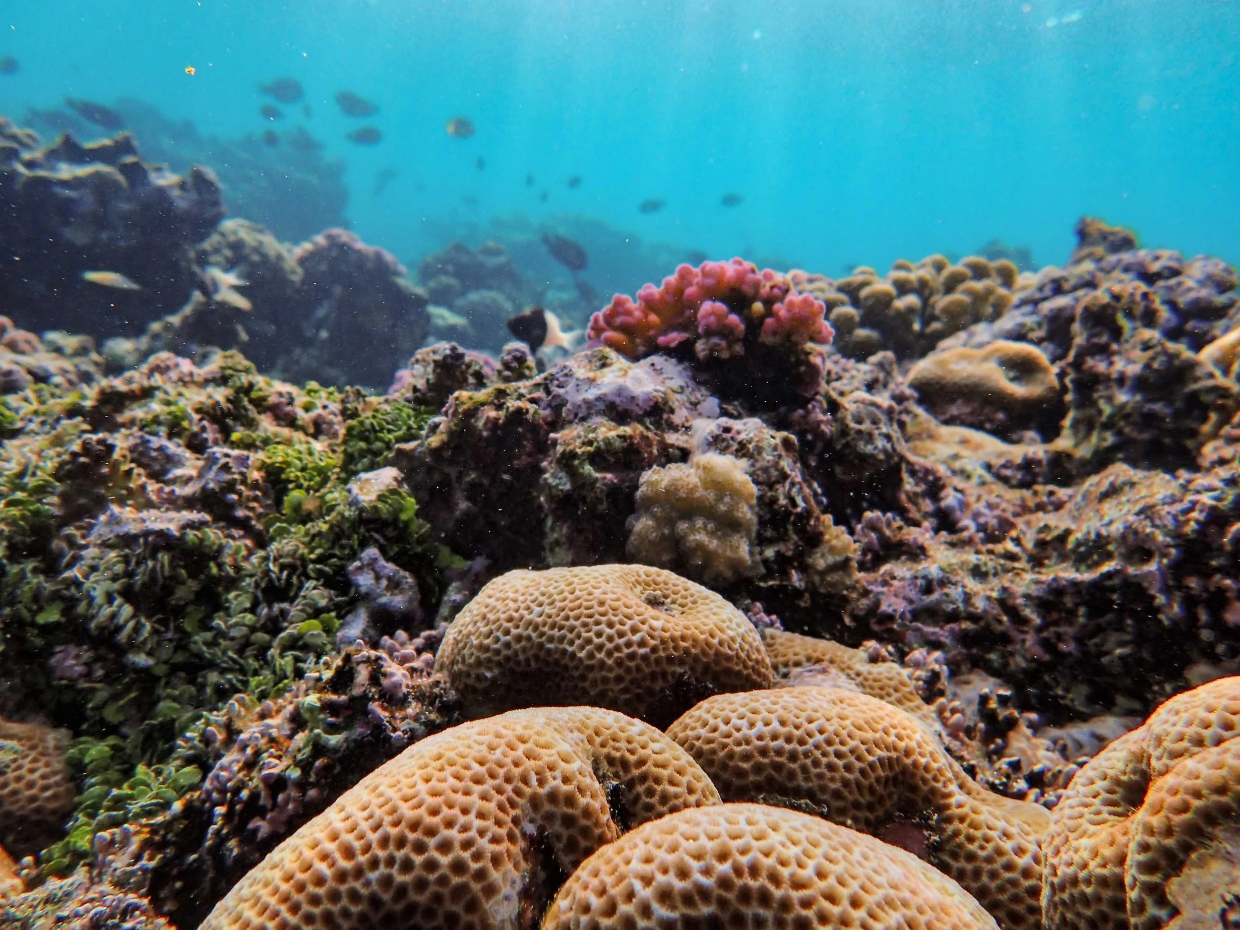 A Milestone for the Ocean: 3.4 Million Hectares of Reef Now Protected - Why  this matter?