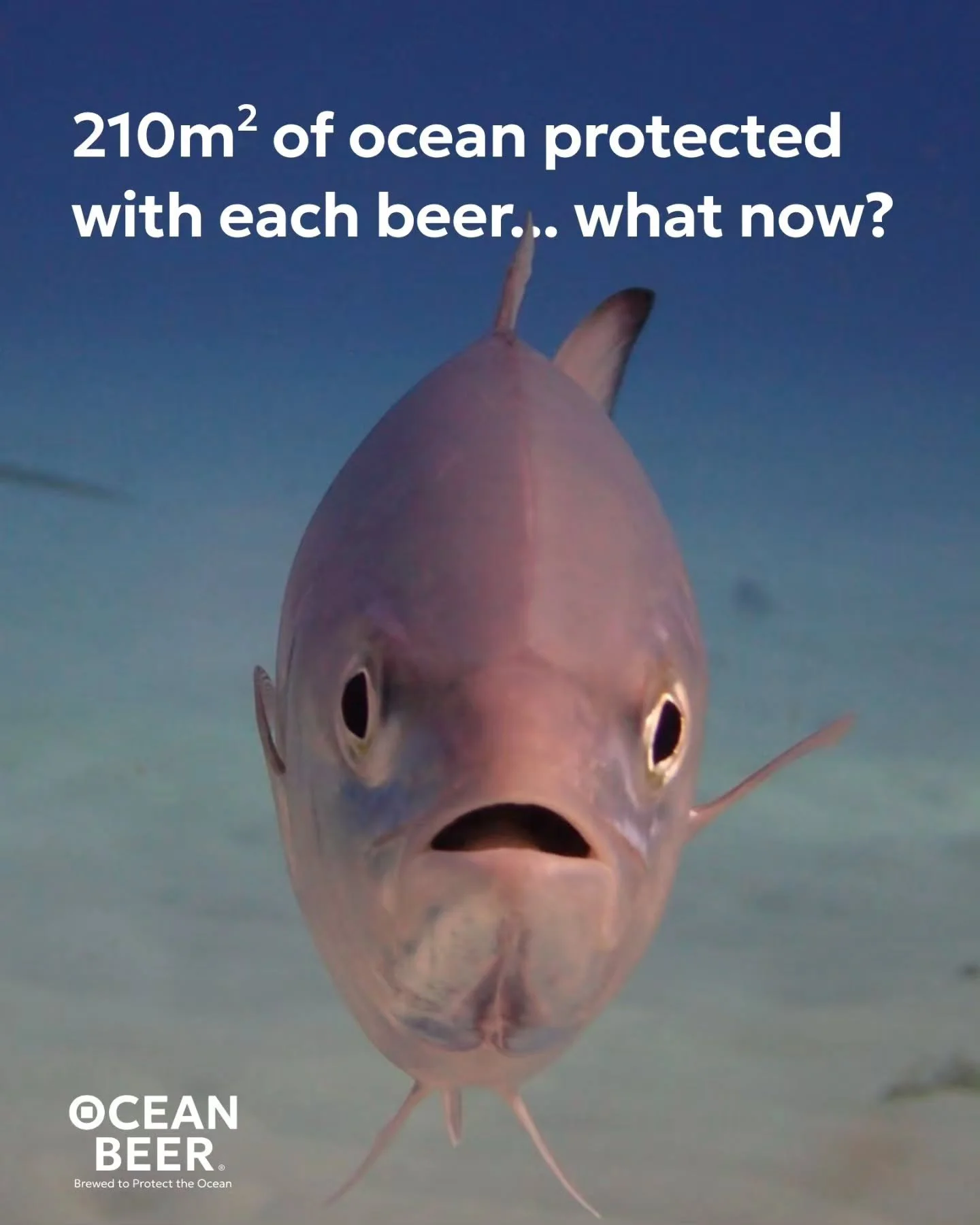 Yes, you read that right. 🐠
Every 33cl Ocean Beer bottle protects 210m&sup2; of ocean for one year &mdash; by developing Marine Protected Areas (MPAs) where destructive fishing is banned and ecosystems are actively given the space and time to regene