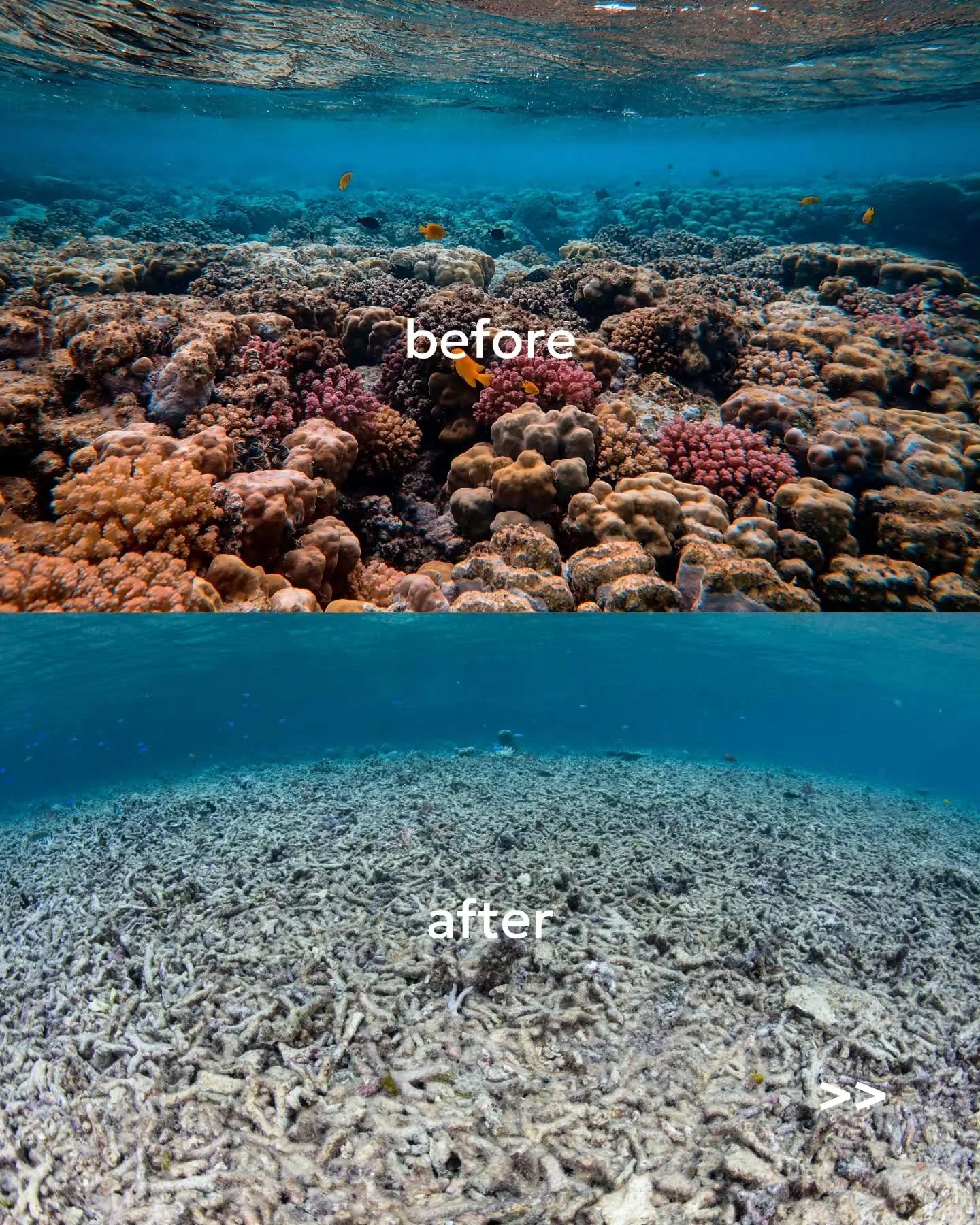 😮 Please read + scroll across to help our ocean. 
Slide 1 &ndash; Corals

Coral reefs are the rainforests of the sea. Yet rising ocean temperatures are causing reefs around the world to bleach and die.

But reefs can recover when we protect them. Ho