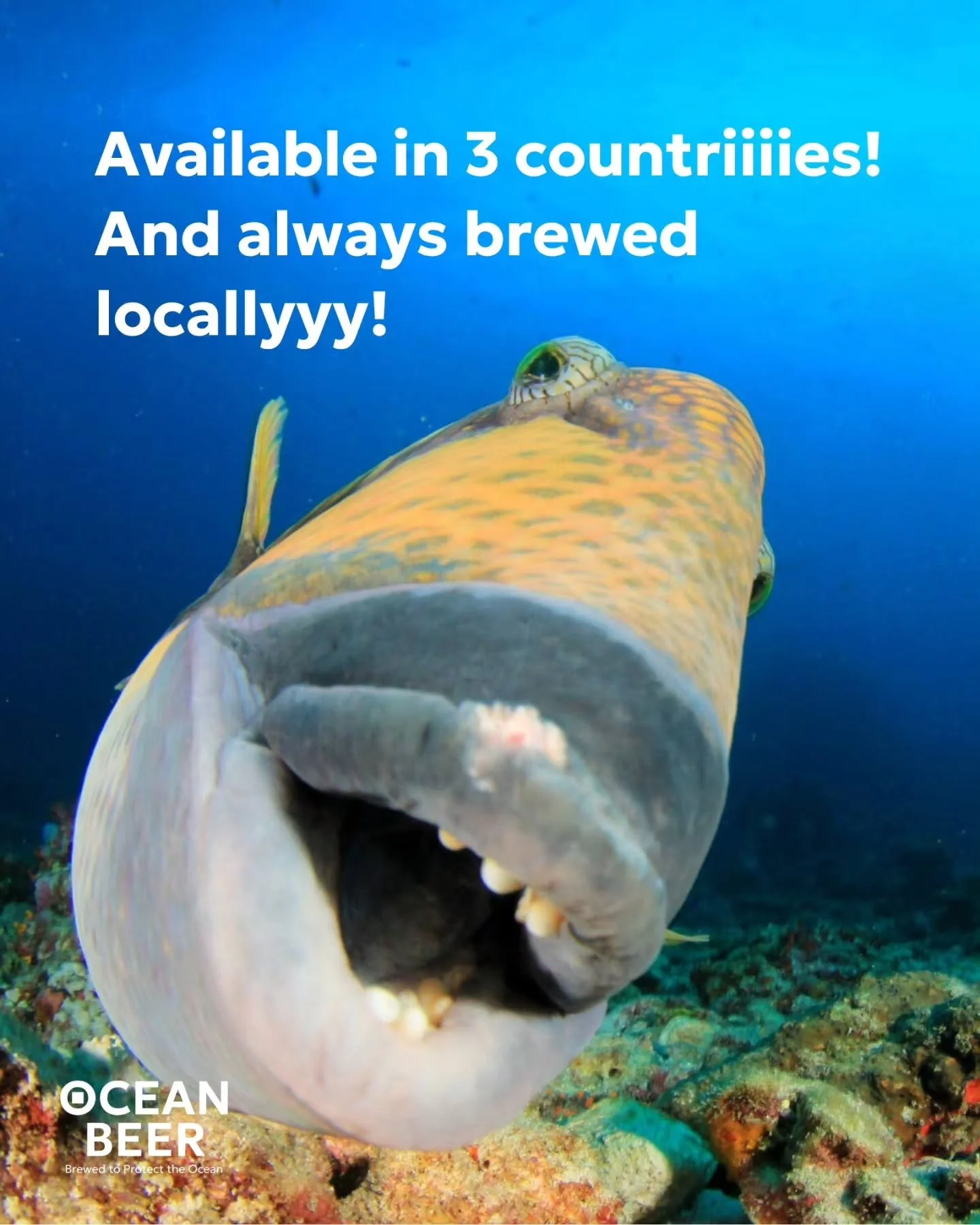 France. Germany. Canary Islands (Spain). 🐟
In every location where Ocean Beer is sold, it is also brewed locally &mdash; partnering with best-in-class breweries that share our standards for quality and sustainability.
And the impact stays local too: