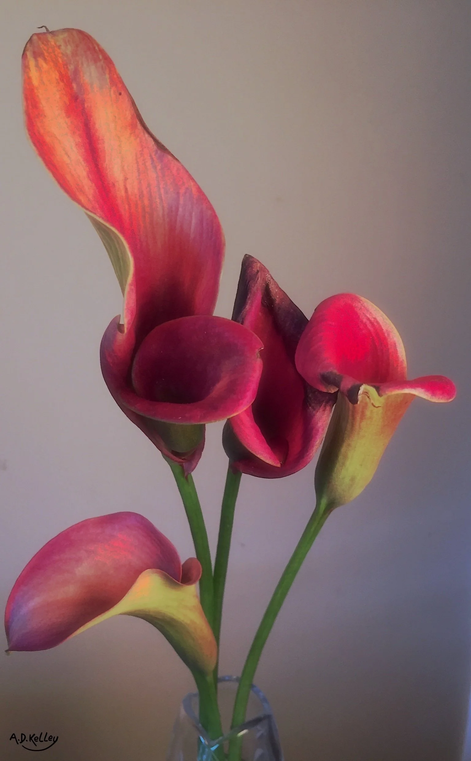 Digital photograph of orange and red Calla lily flowers