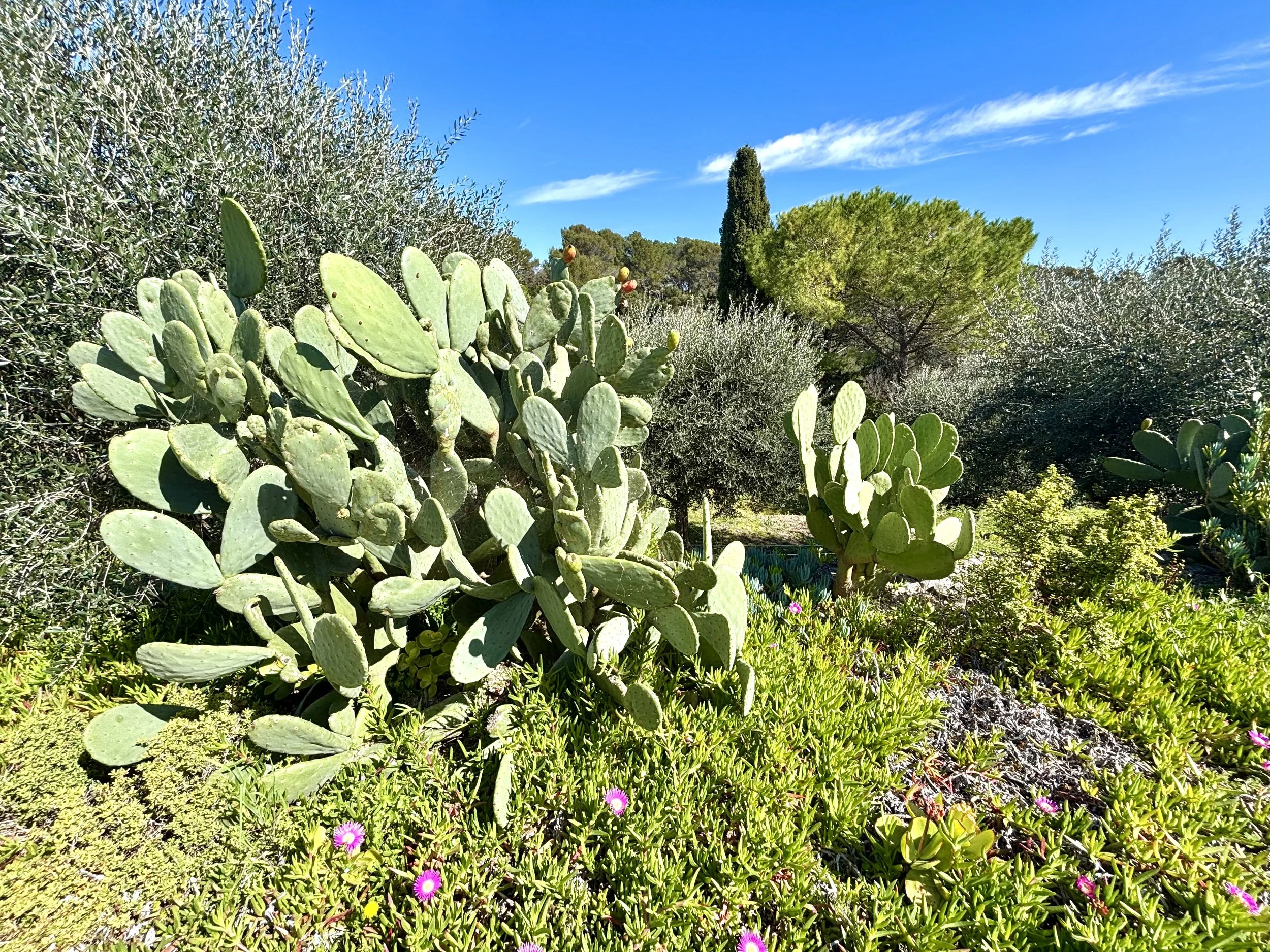 IMG_5047 - Deborah Chalamidas.jpeg