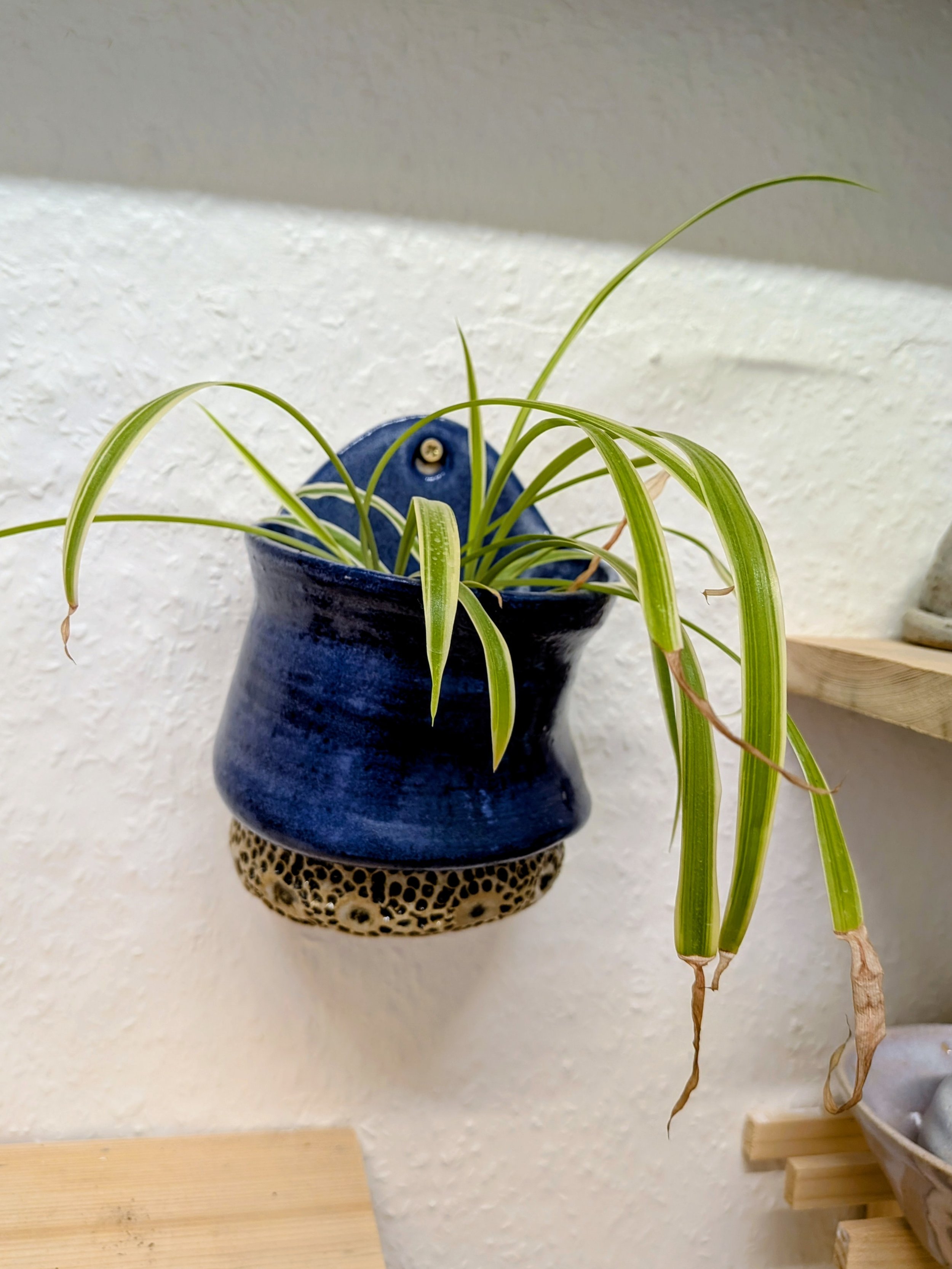 Spider plant in a blue ceramic wall-mounted pot