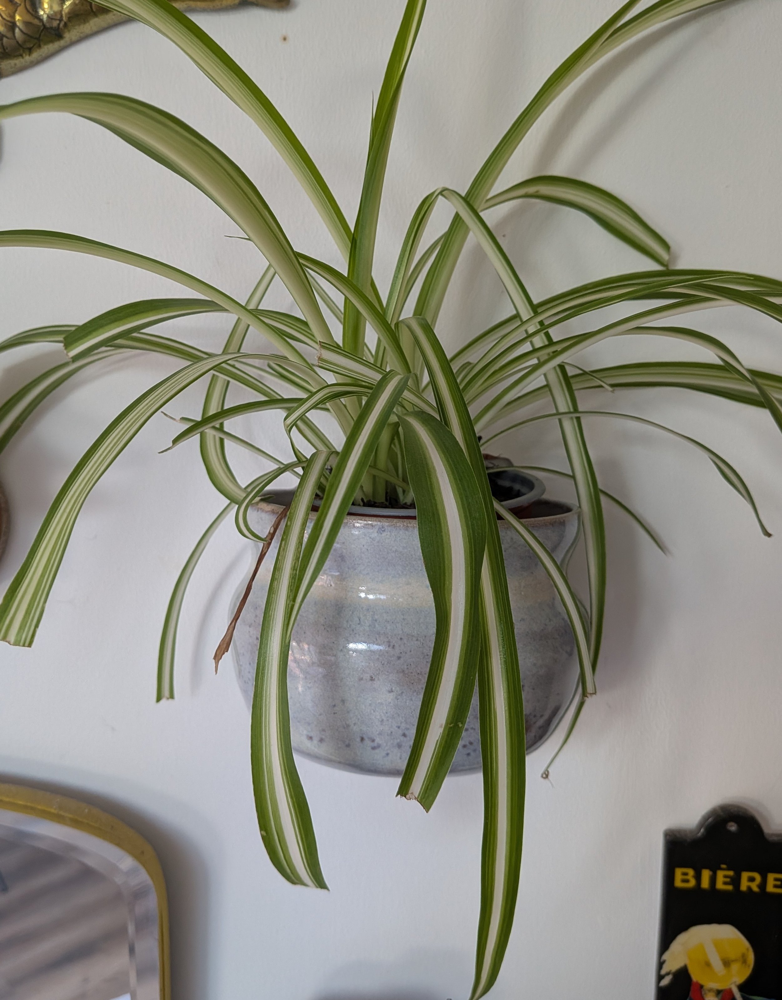 Spider plant in a ceramic wall planter with green and white striped leaves against a white wall.