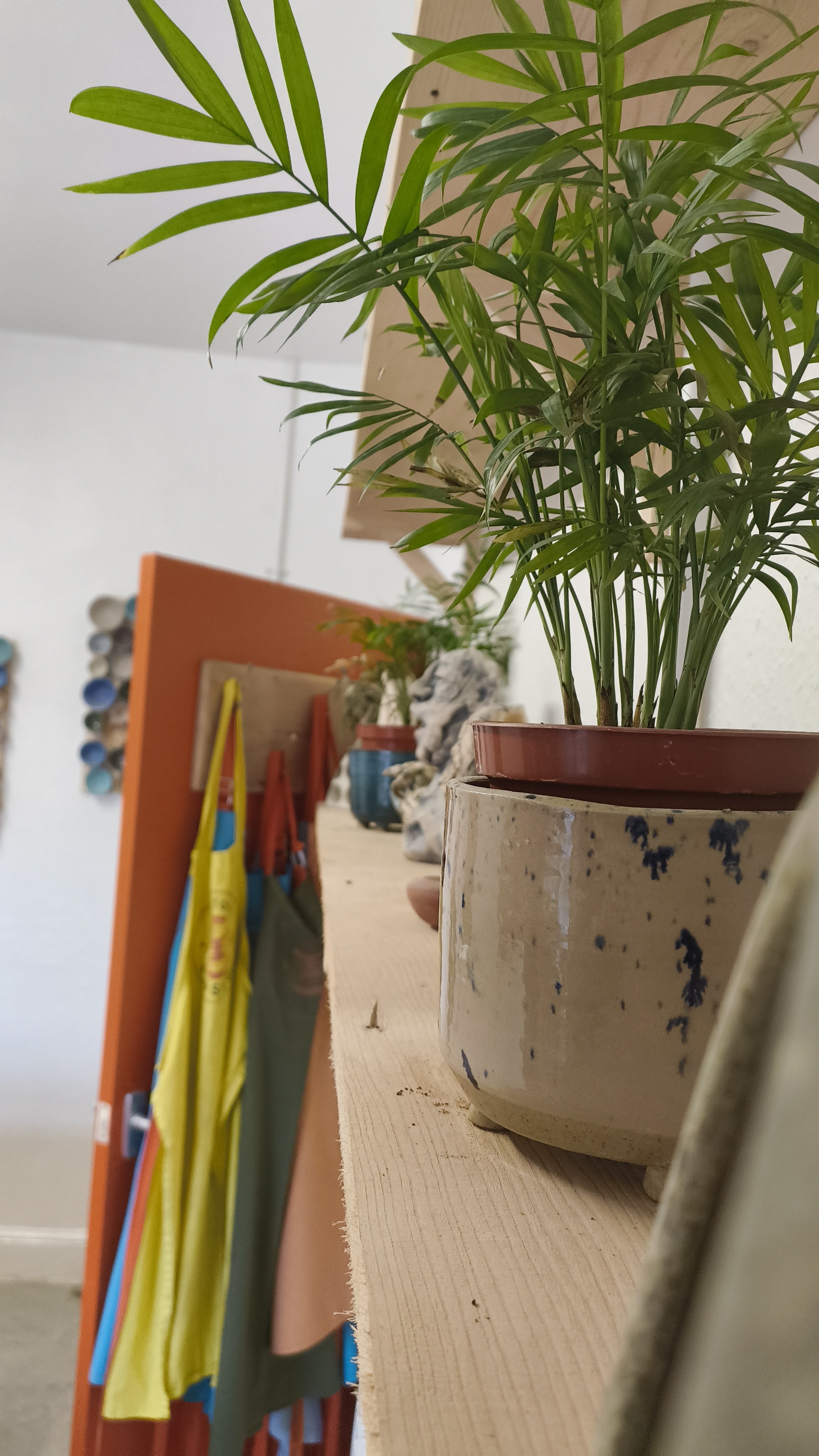 Indoor plants on a wooden shelf with hanging aprons in a room.