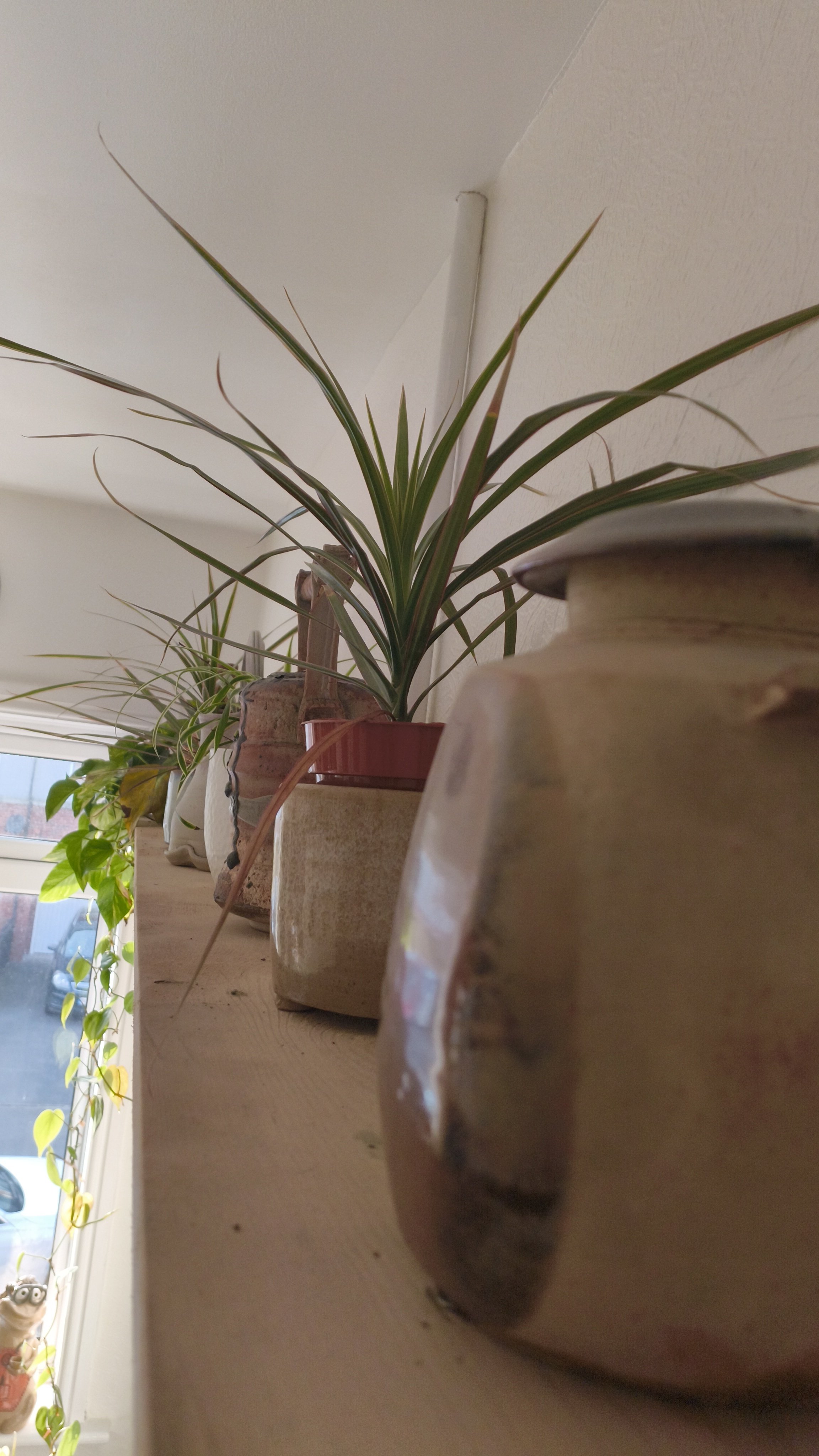 Shelves decorated with potted plants and ceramic jars