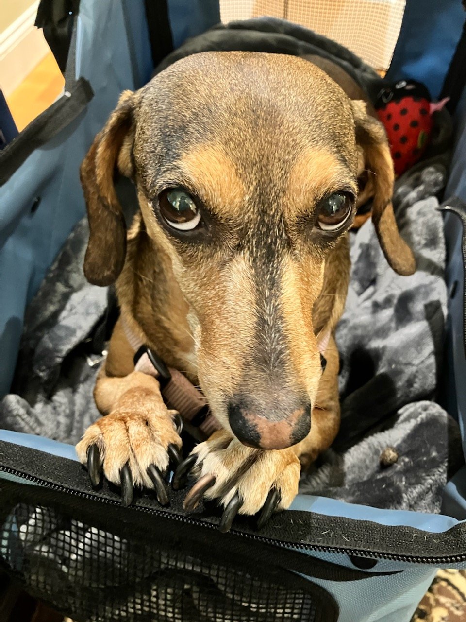 Missy 12 year old Dachshund