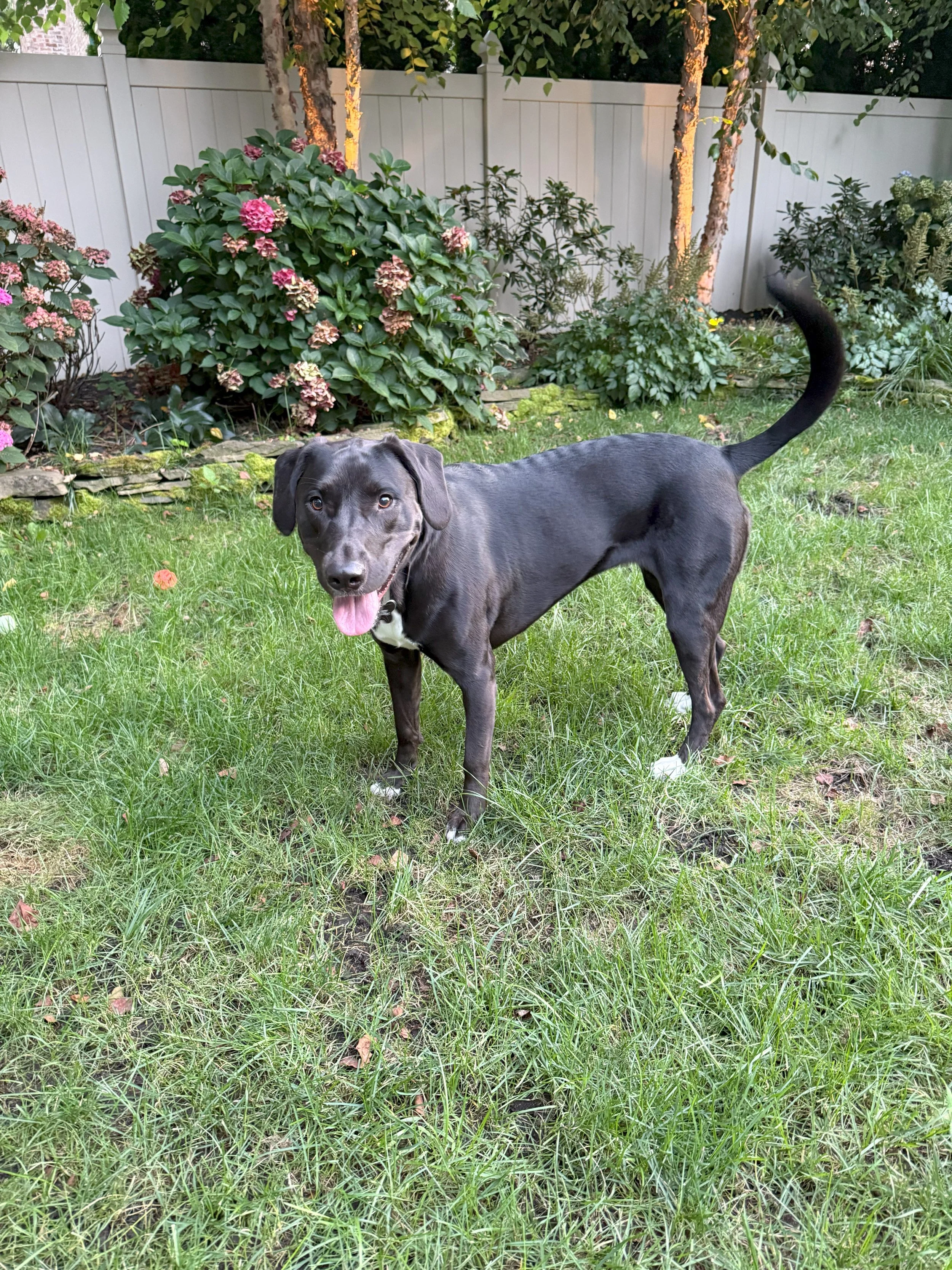 Penny - Lab Mix